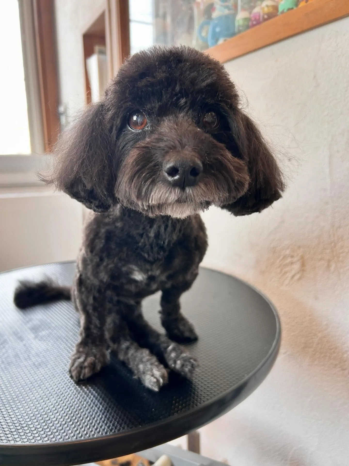 🌟 かわいいお客様たちを紹介します! 🌟