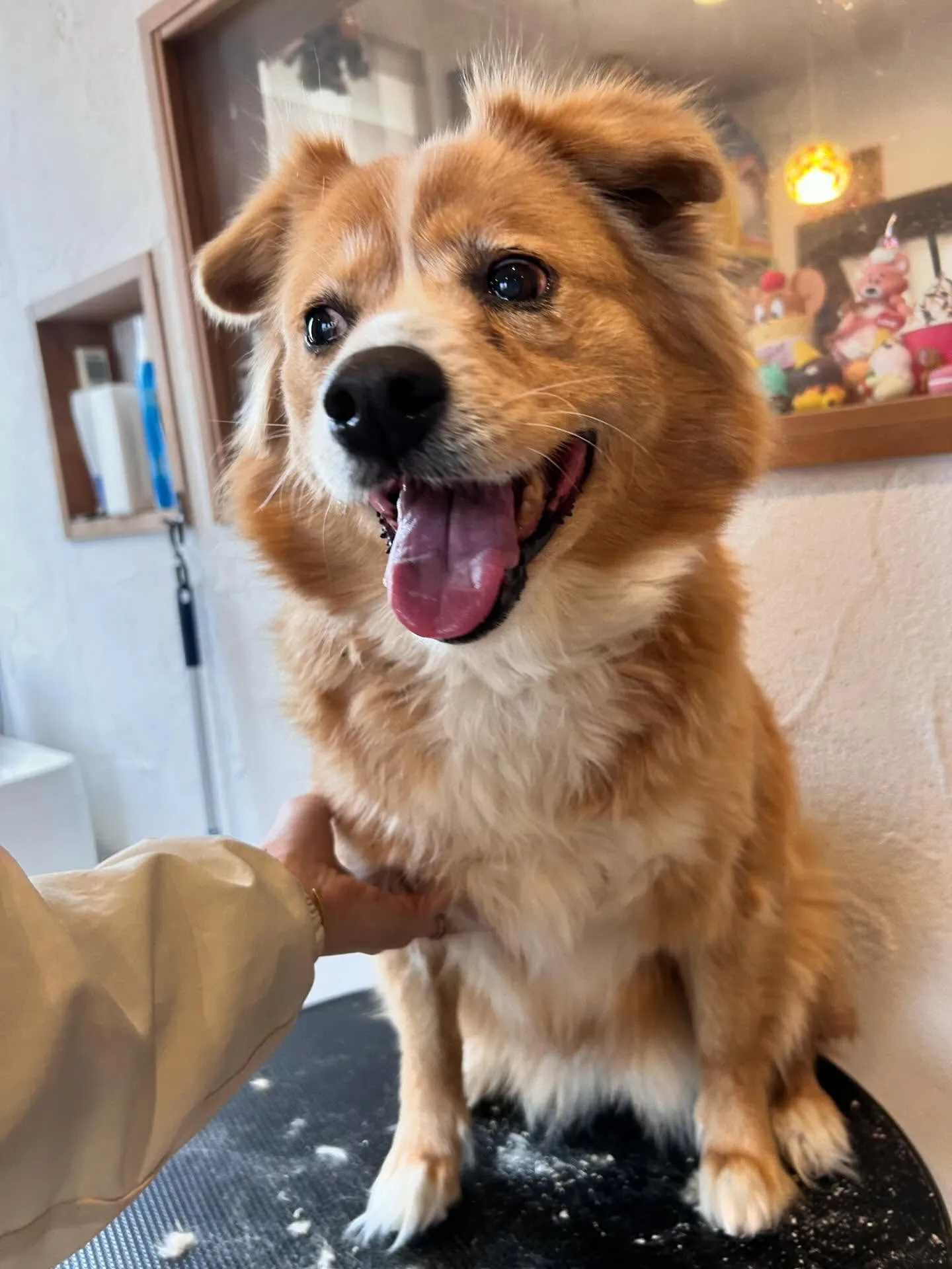 🌟 かわいいお客様たちを紹介します! 🌟