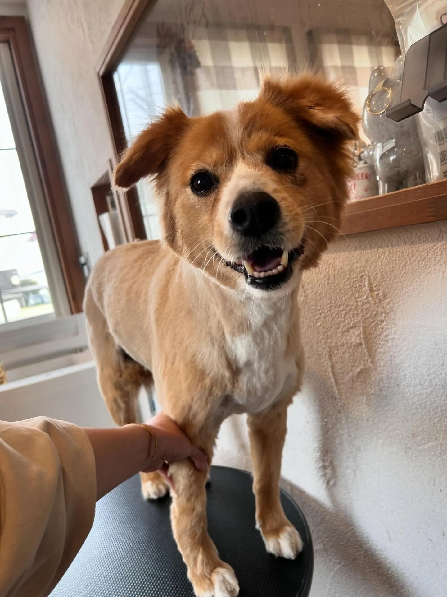 🌟 かわいいお客様たちを紹介します! 🌟