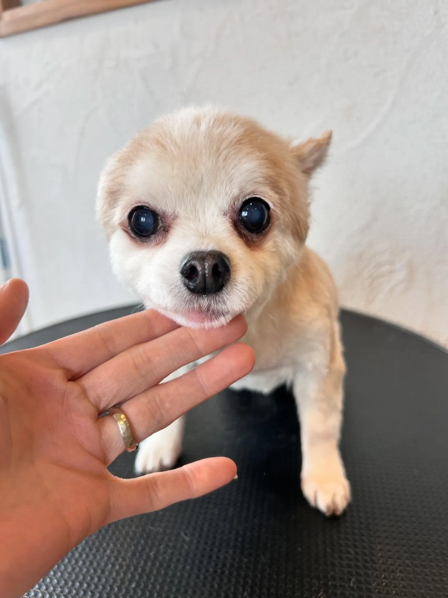 Mixのちゃちゃまるくん、久しぶりに全身を短くカットして、足...