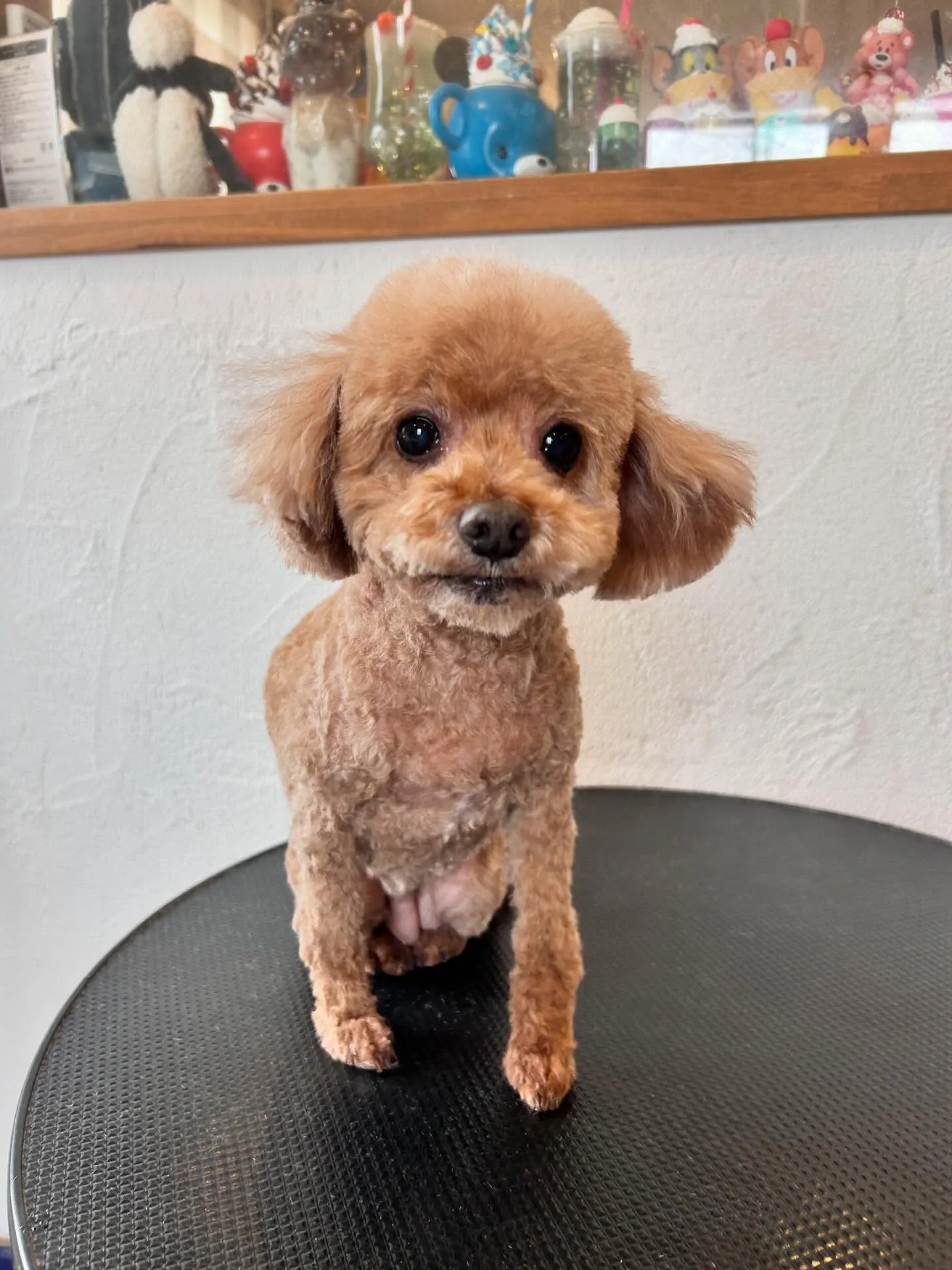 Mixのちゃちゃまるくん、久しぶりに全身を短くカットして、足...