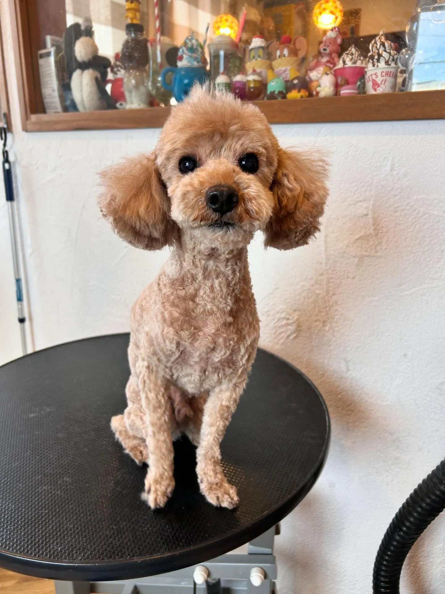 Mixのちゃちゃまるくん、久しぶりに全身を短くカットして、足...