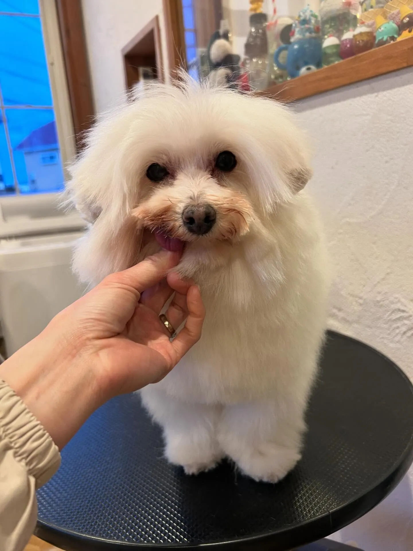 Mixのちゃちゃまるくん、久しぶりに全身を短くカットして、足...