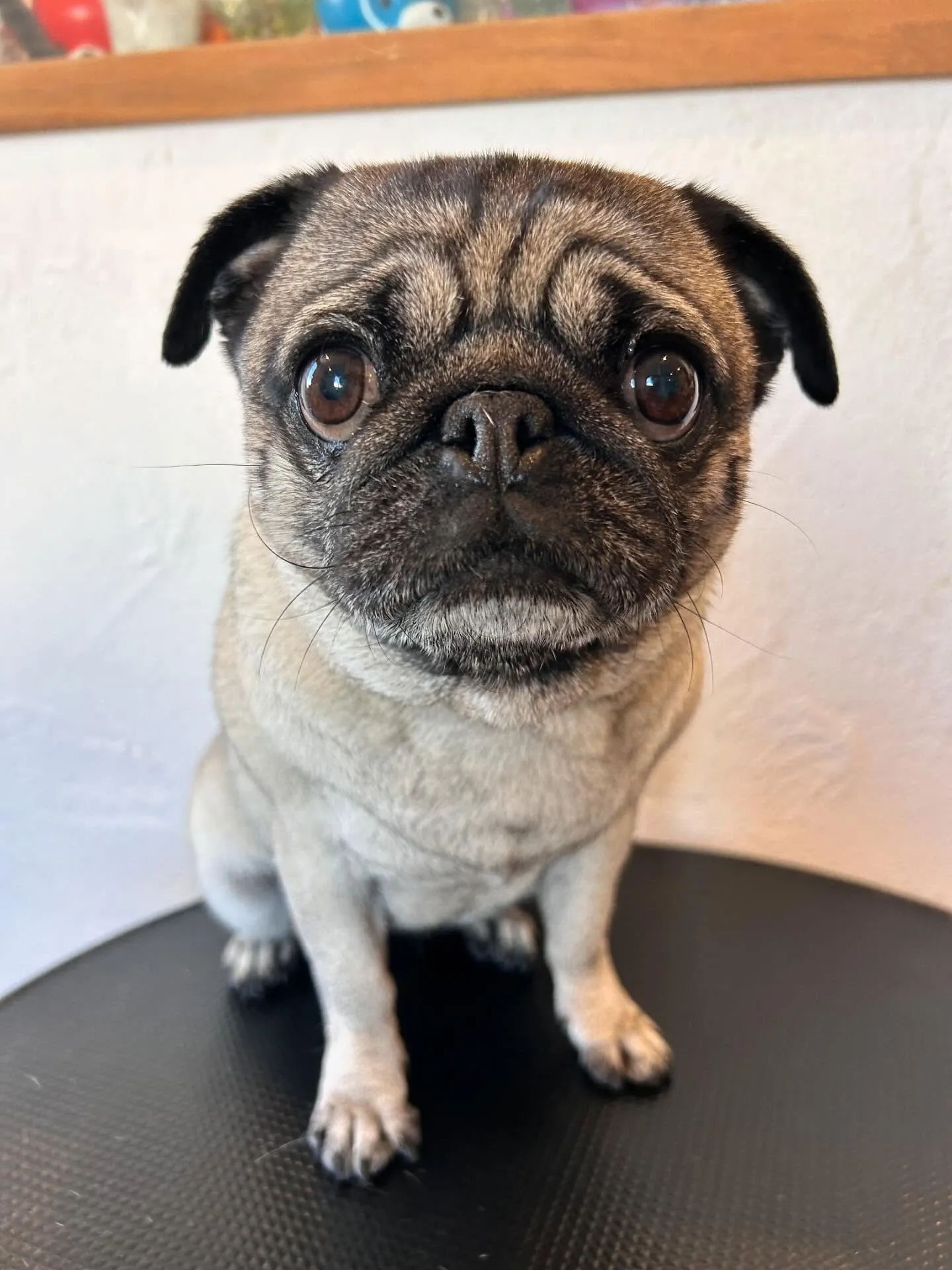 たくさんの可愛いわんちゃんたちが遊びに来てくれました🐶✨