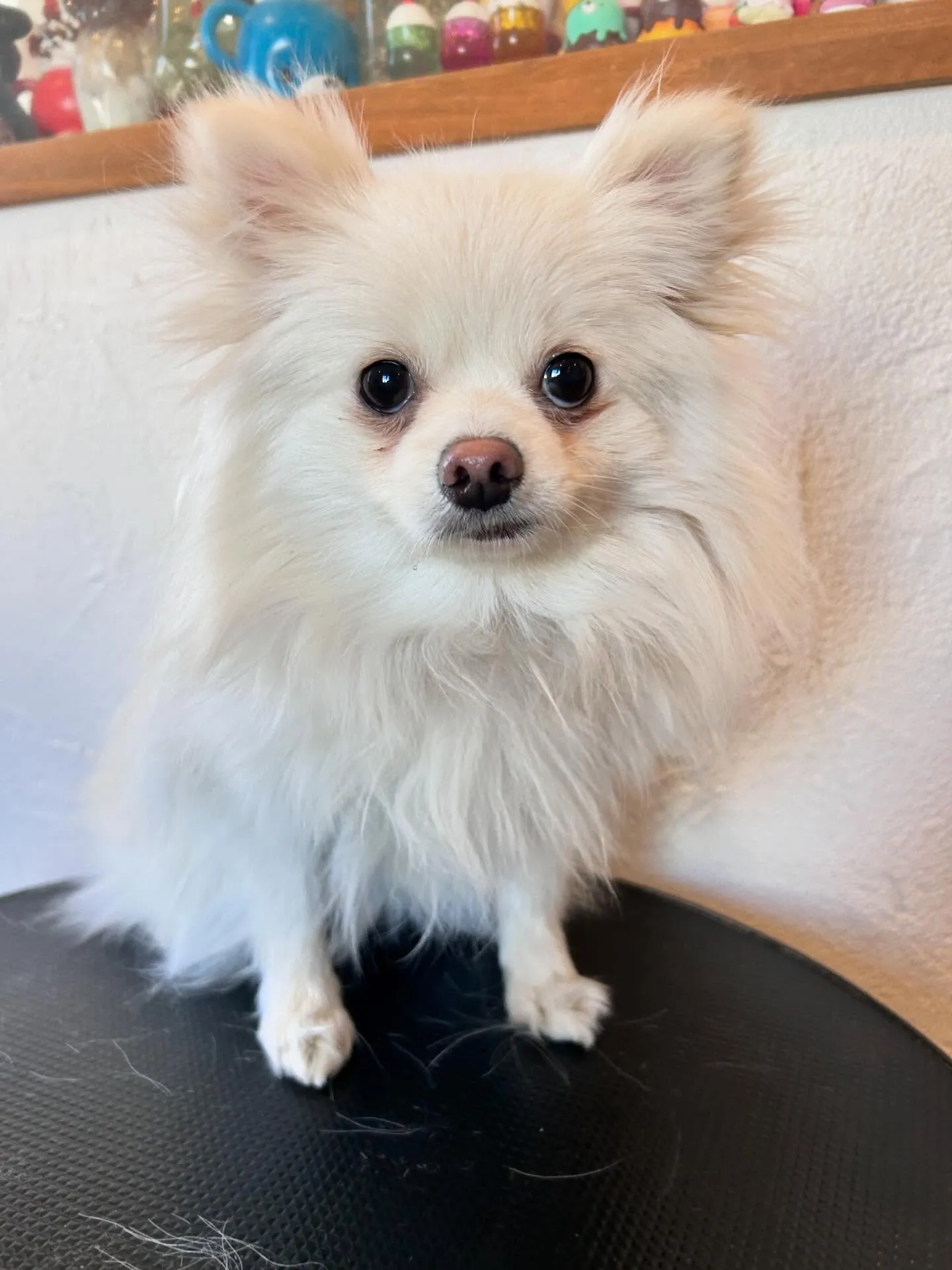 たくさんの可愛いわんちゃんたちが遊びに来てくれました🐶✨