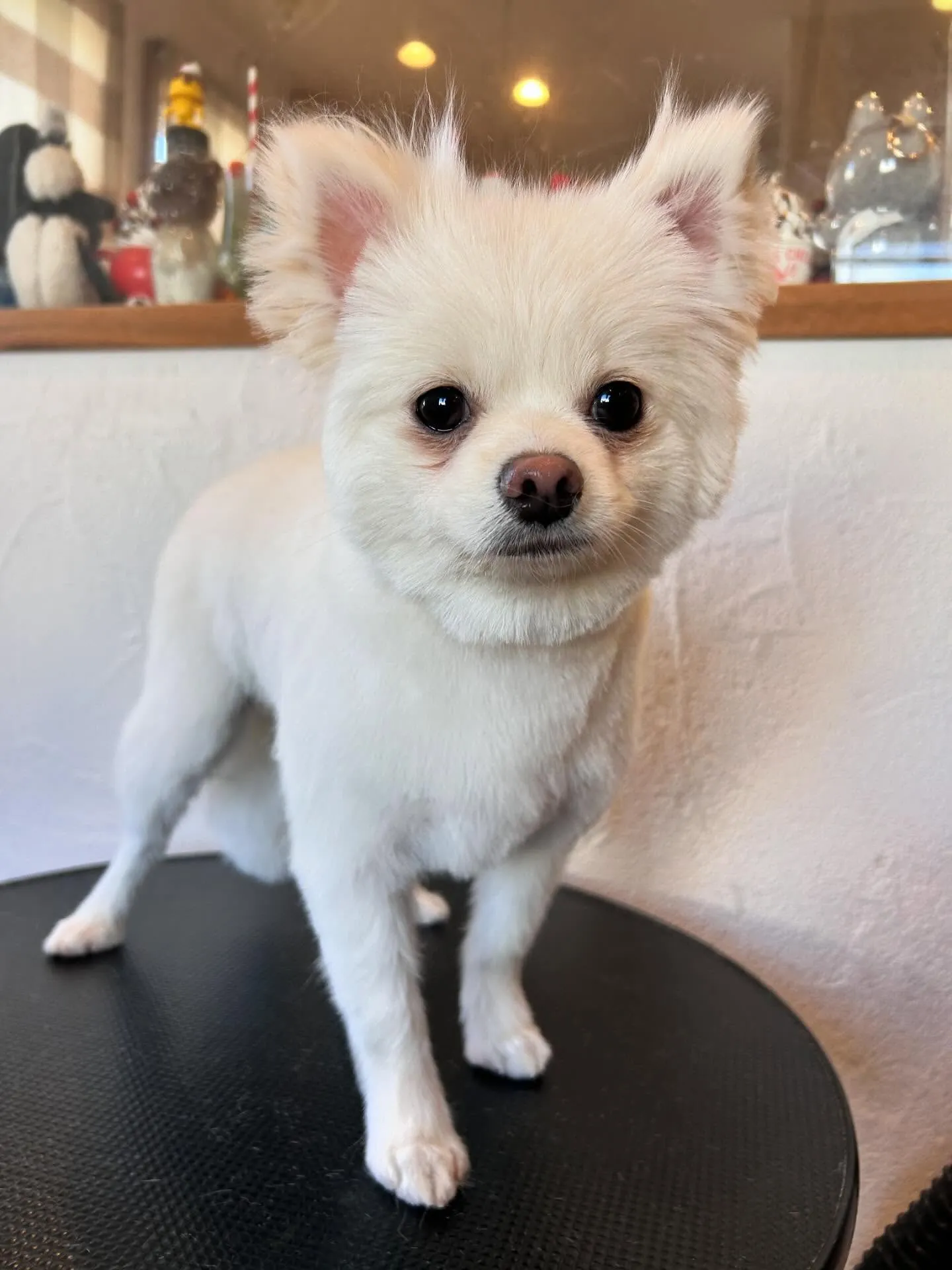 たくさんの可愛いわんちゃんたちが遊びに来てくれました🐶✨