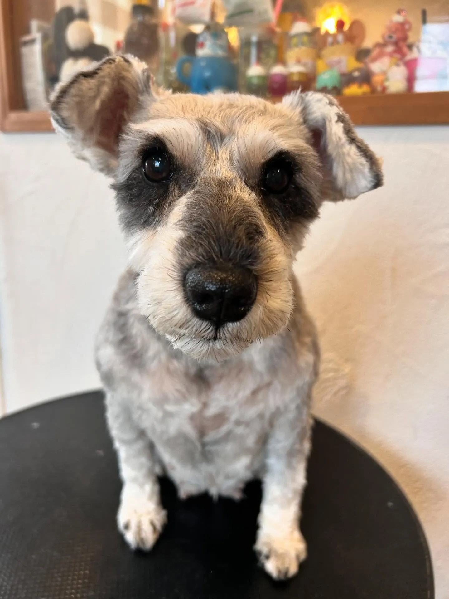 🐾✨ トリミングサロン「ふわもこ」でかわいいワンちゃんたちが...