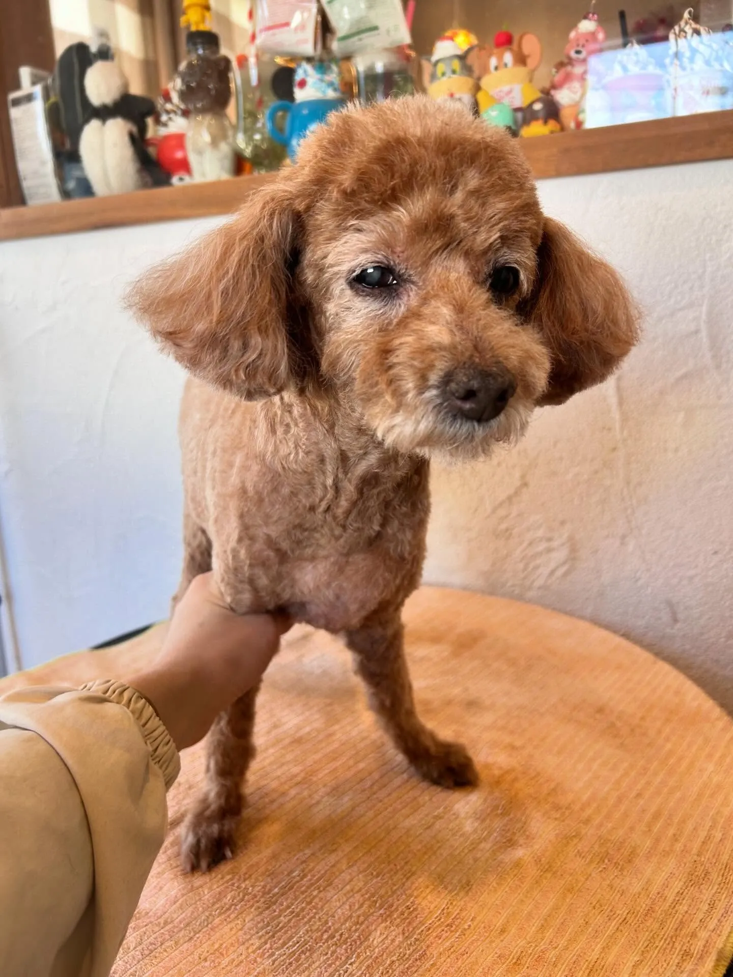 今日は初めてのご来店のお友達、ポメラニアンのつくねくんが来て...