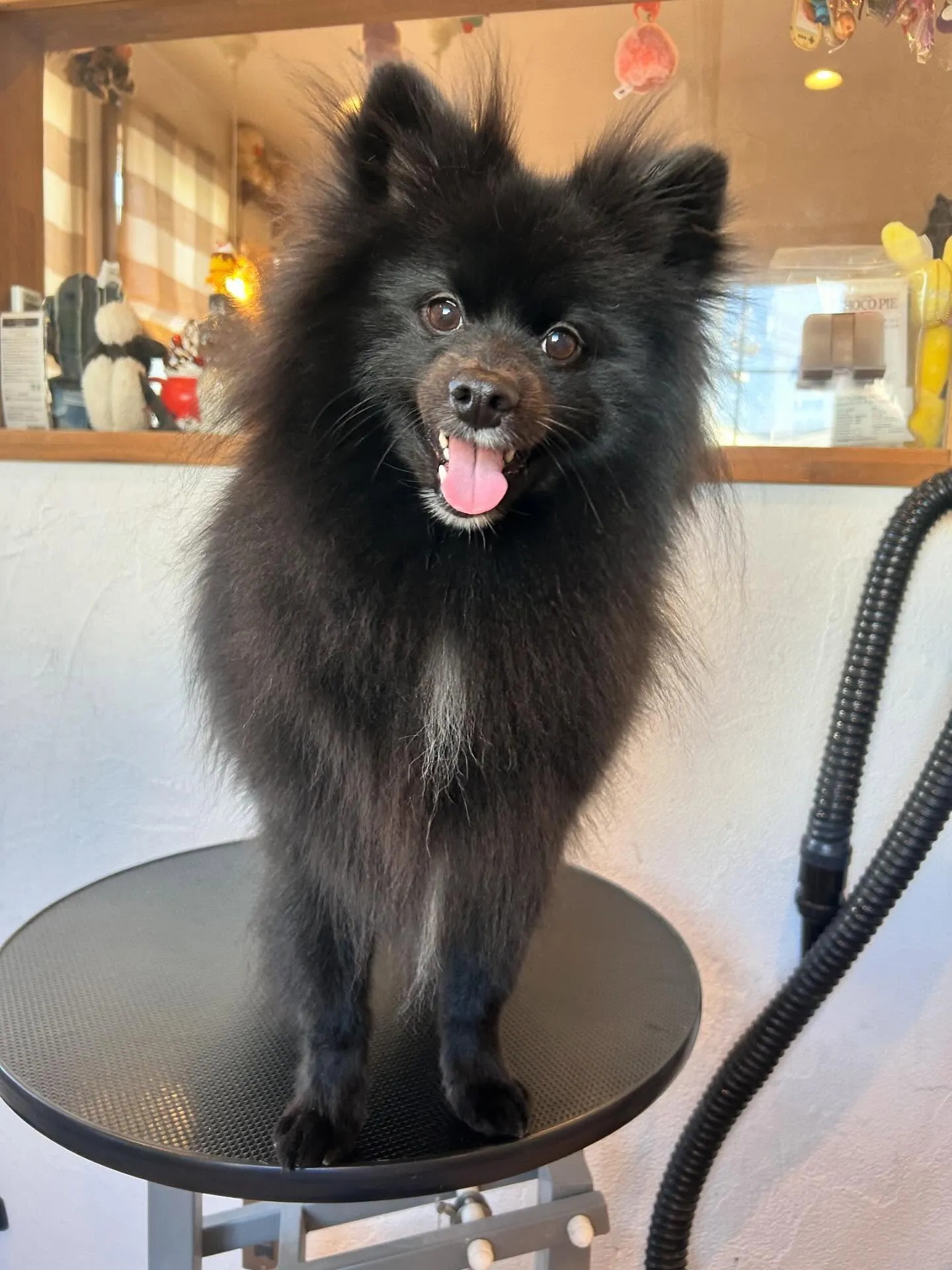 今日は初めてのご来店のお友達、ポメラニアンのつくねくんが来て...