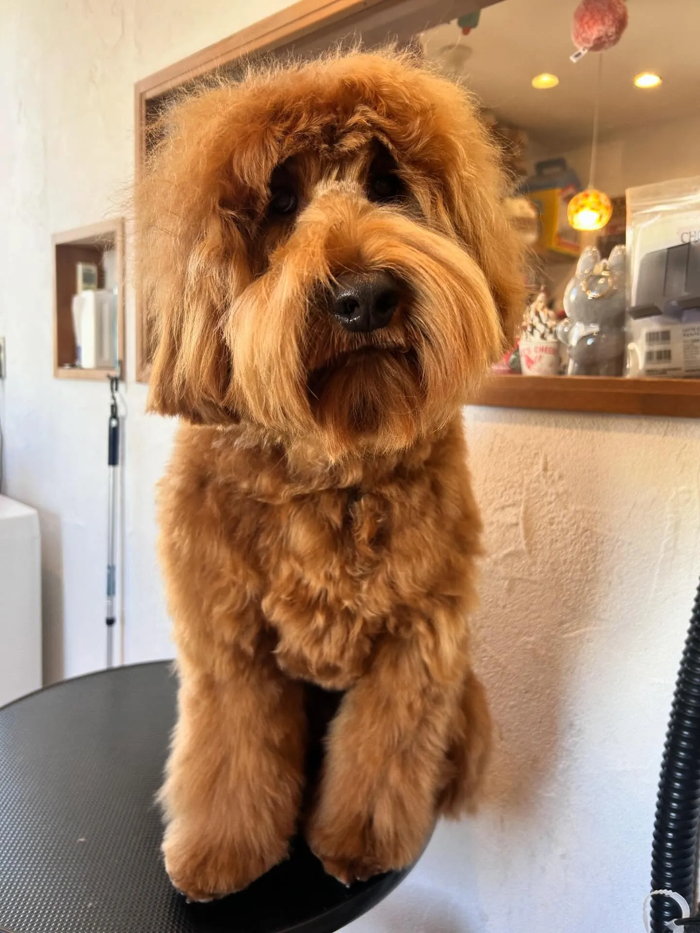 🌟トリミングサロンでは、可愛さが増し増しのワンちゃんたちが大...