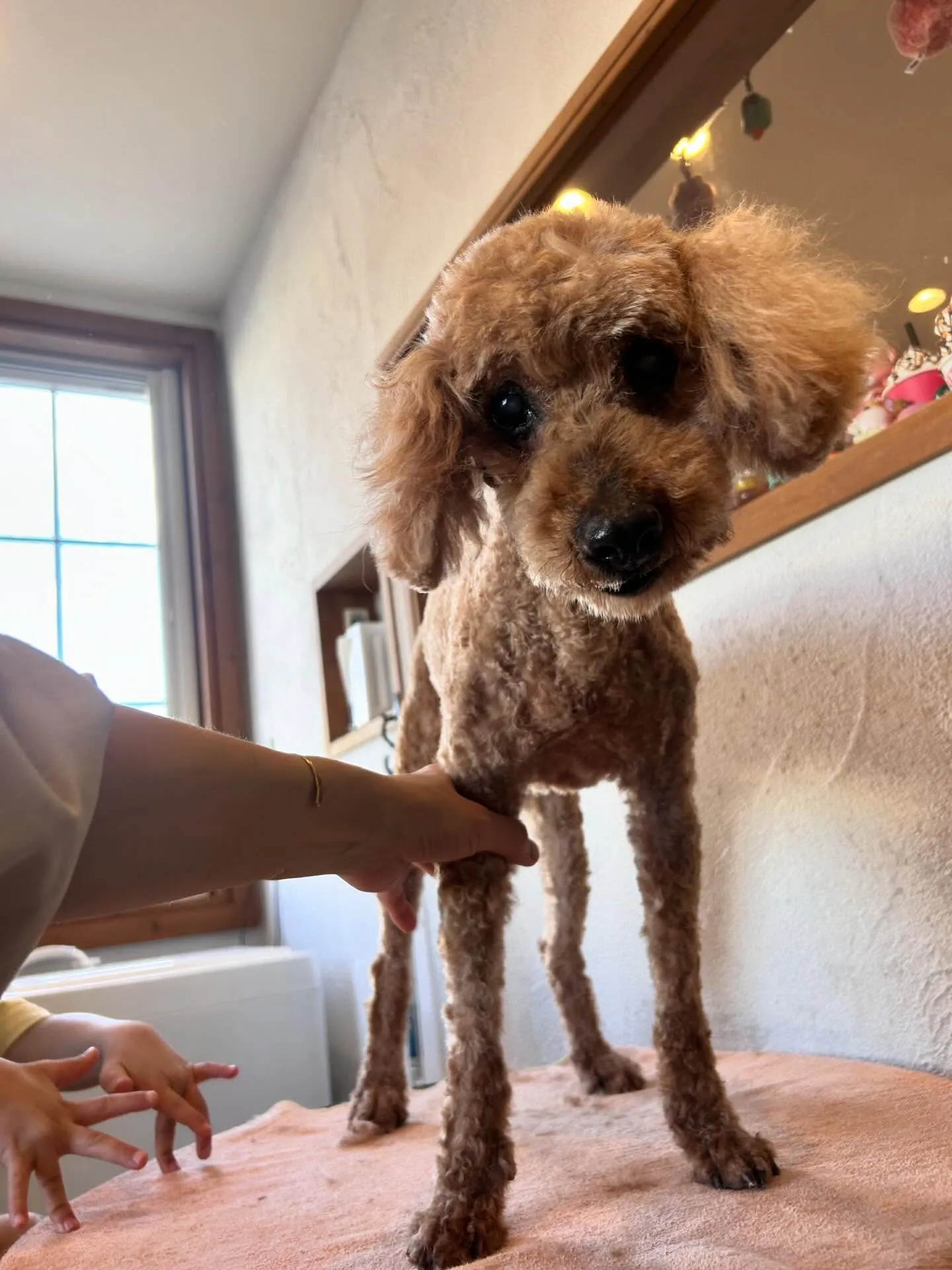 🌟トリミングサロンでは、可愛さが増し増しのワンちゃんたちが大...