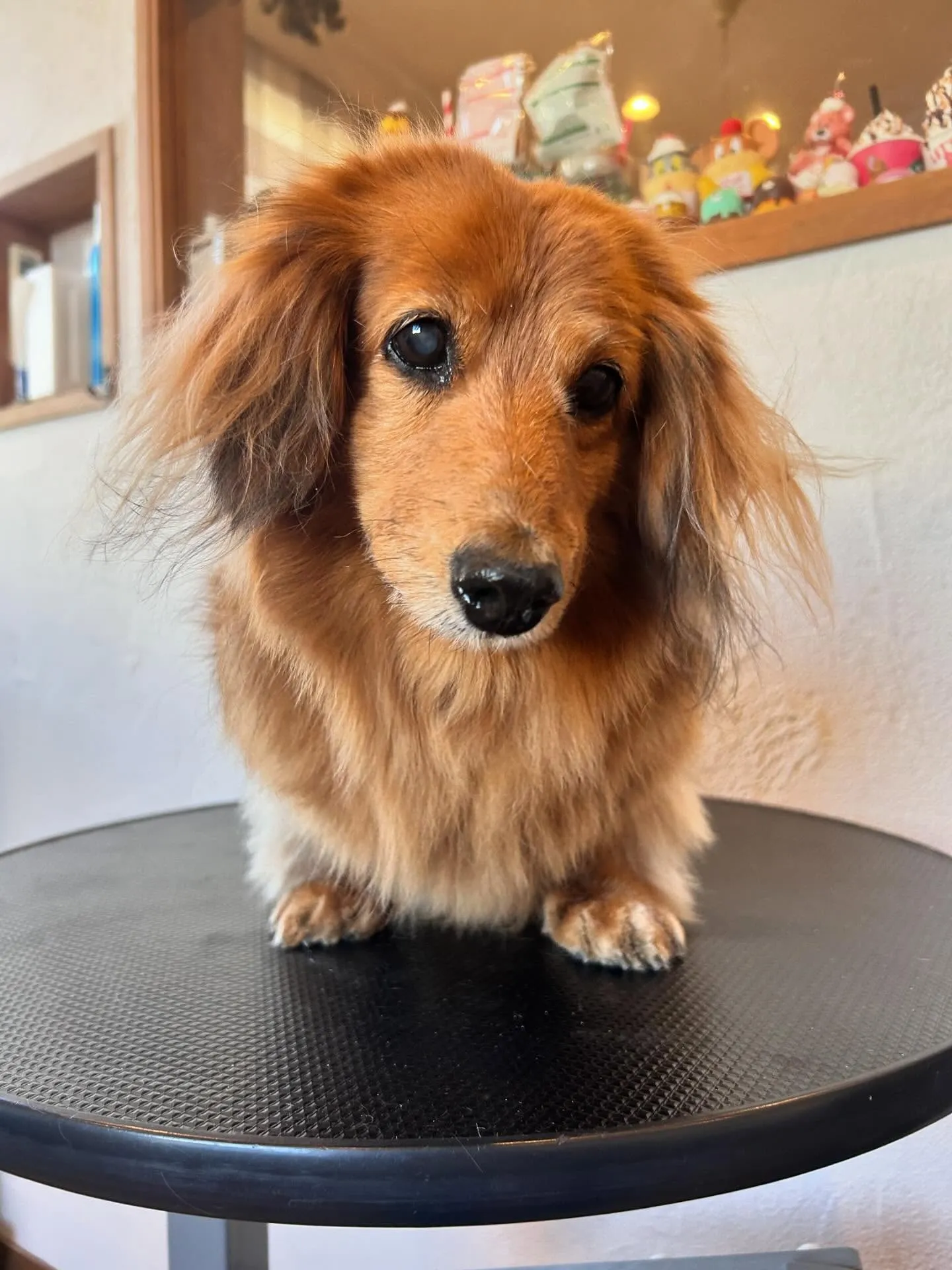 🌟トリミングサロンでは、可愛さが増し増しのワンちゃんたちが大...