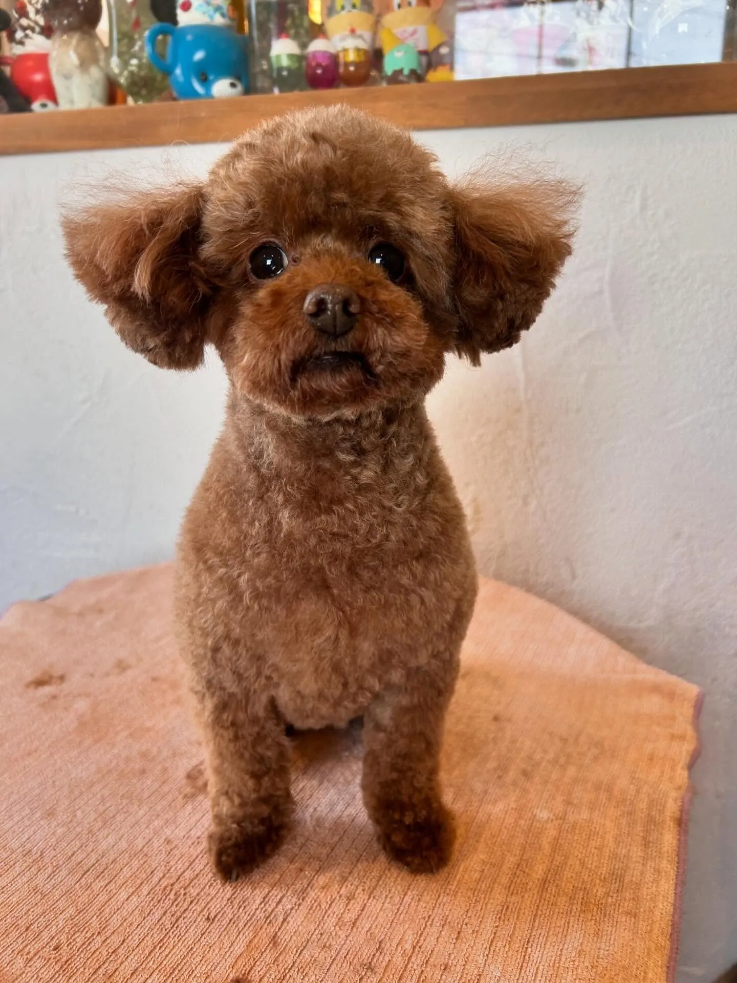 プードルのニコちゃんとウルちゃんが来てくれましたよ!🌟