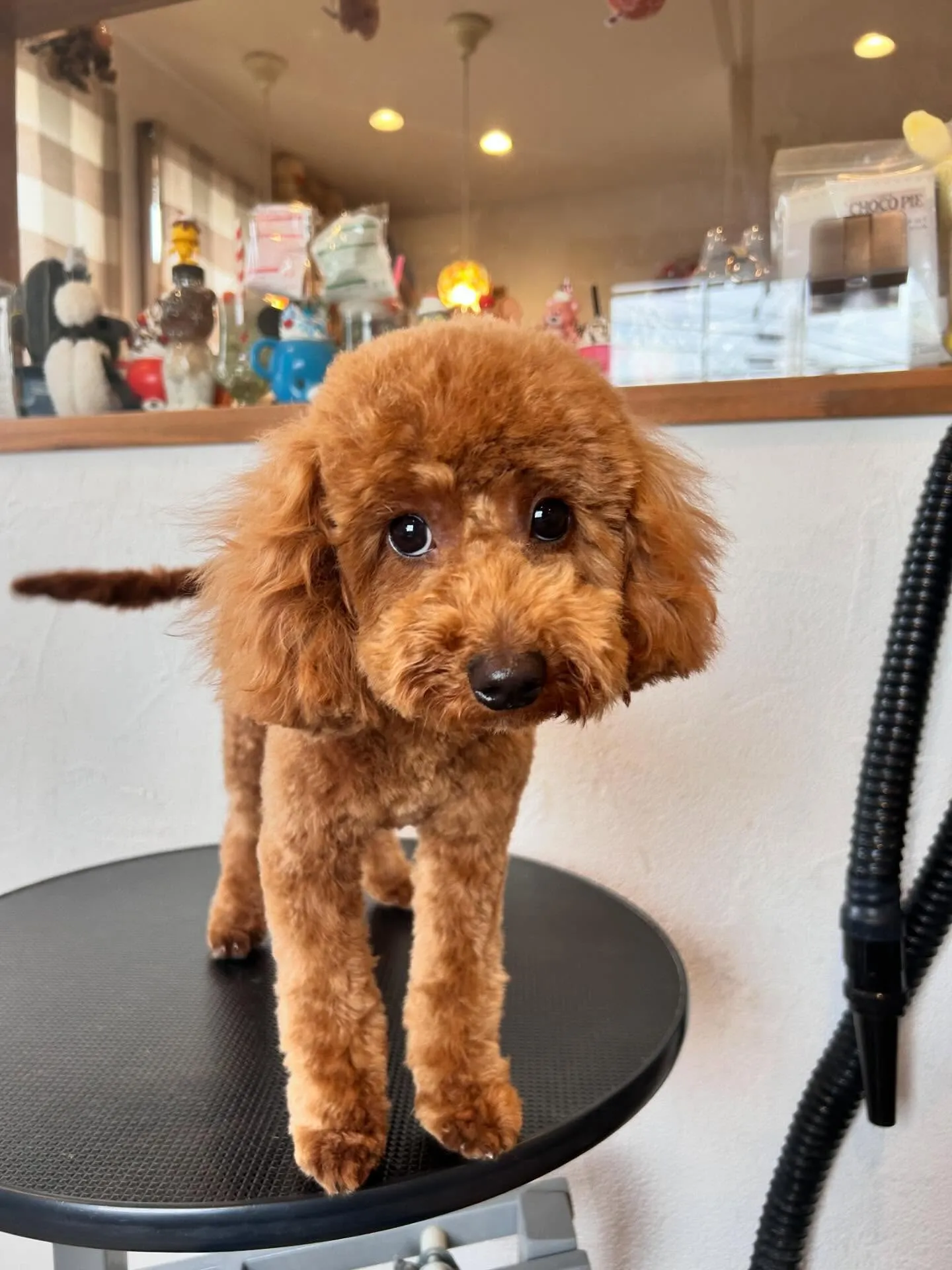 プードルのニコちゃんとウルちゃんが来てくれましたよ!🌟