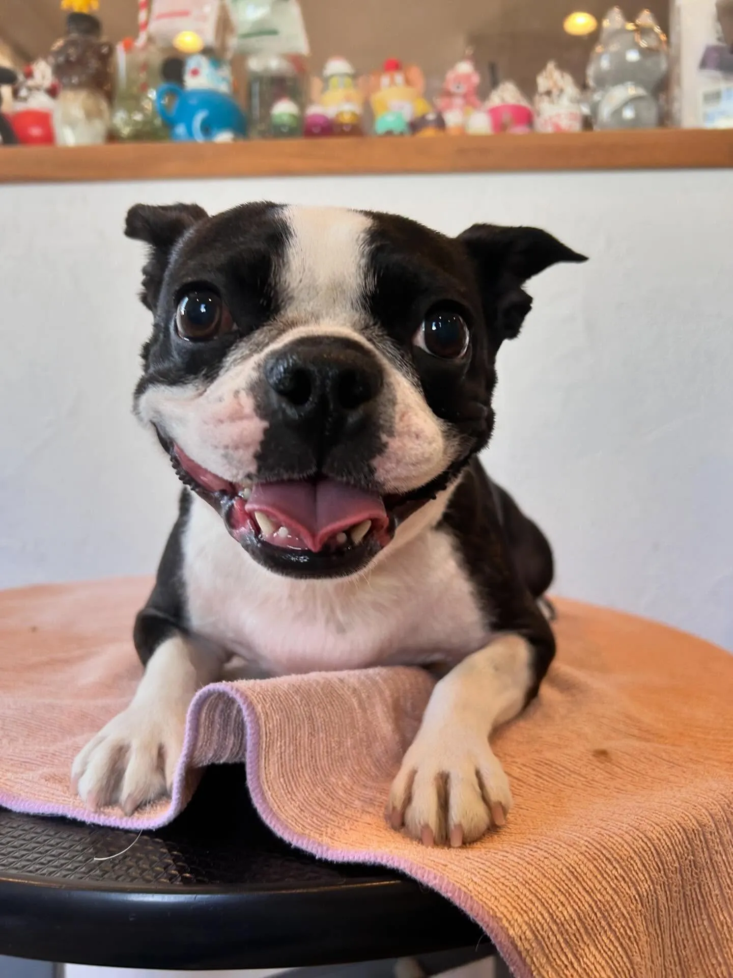 プードルのニコちゃんとウルちゃんが来てくれましたよ!🌟