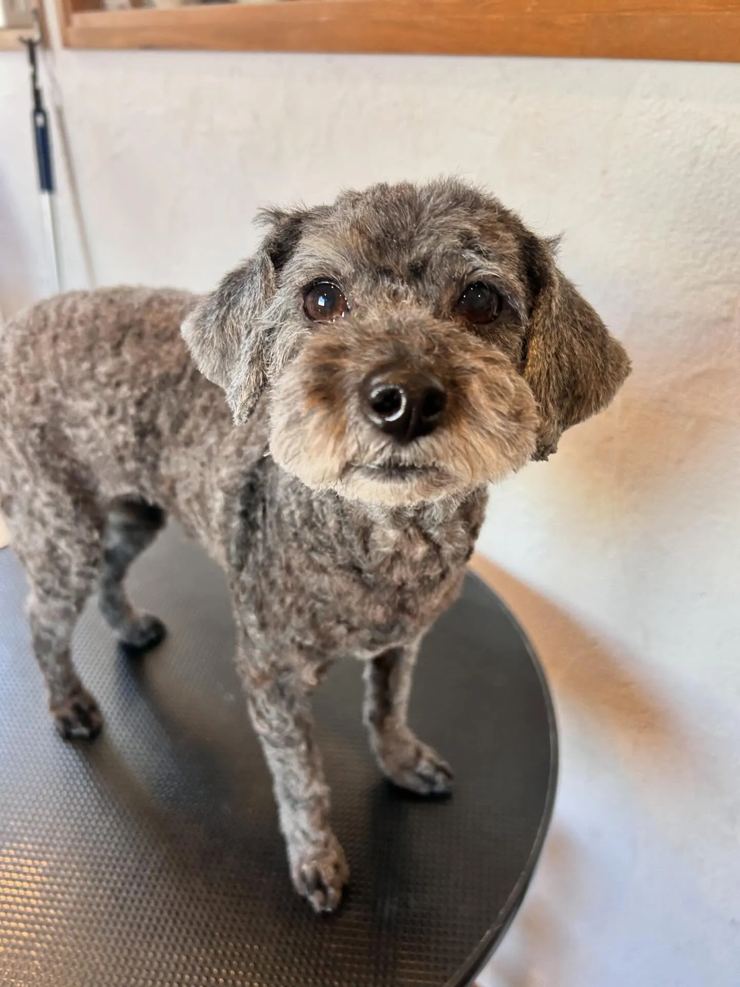 🌟🐾みんなトリミングで素敵な変身を遂げました🛁✂️