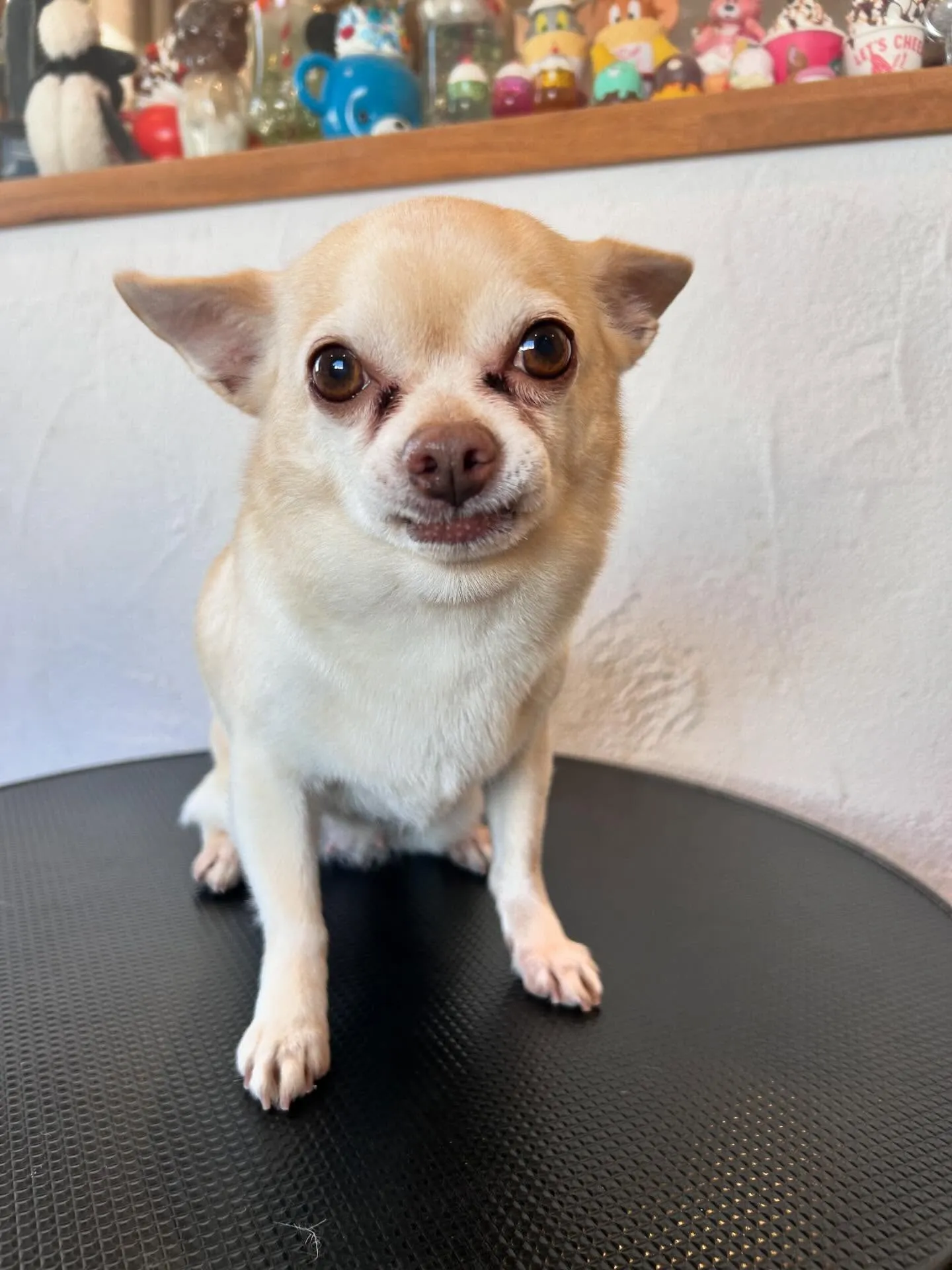 🌟🐾みんなトリミングで素敵な変身を遂げました🛁✂️