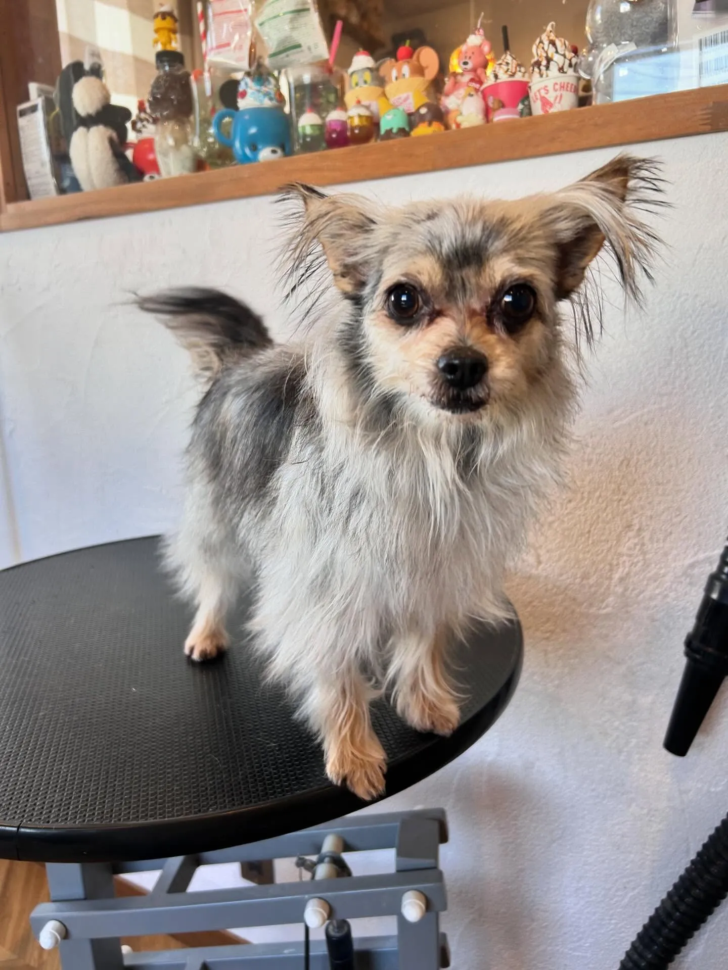 🌟🐾みんなトリミングで素敵な変身を遂げました🛁✂️