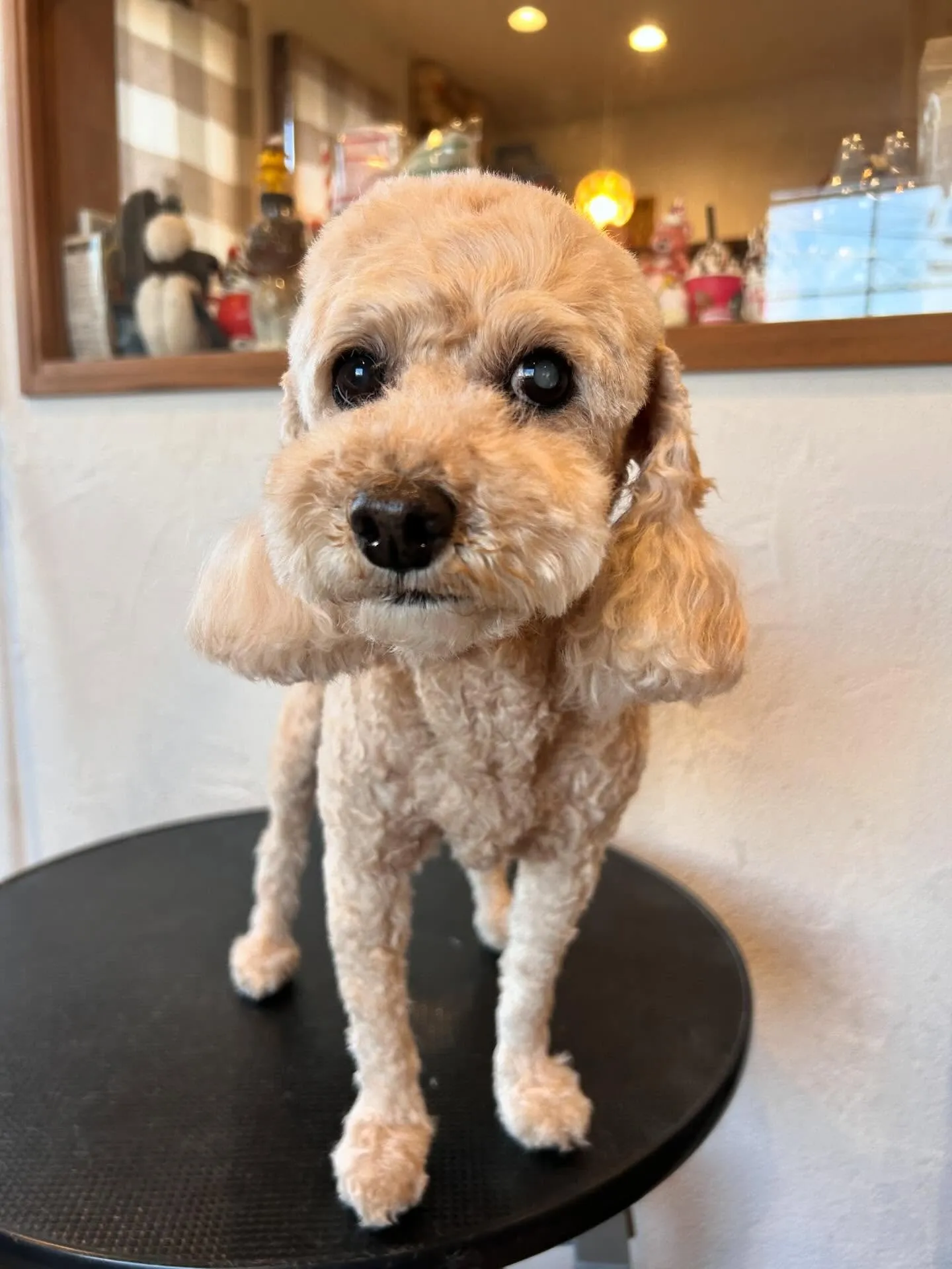 🌟🐾みんなトリミングで素敵な変身を遂げました🛁✂️