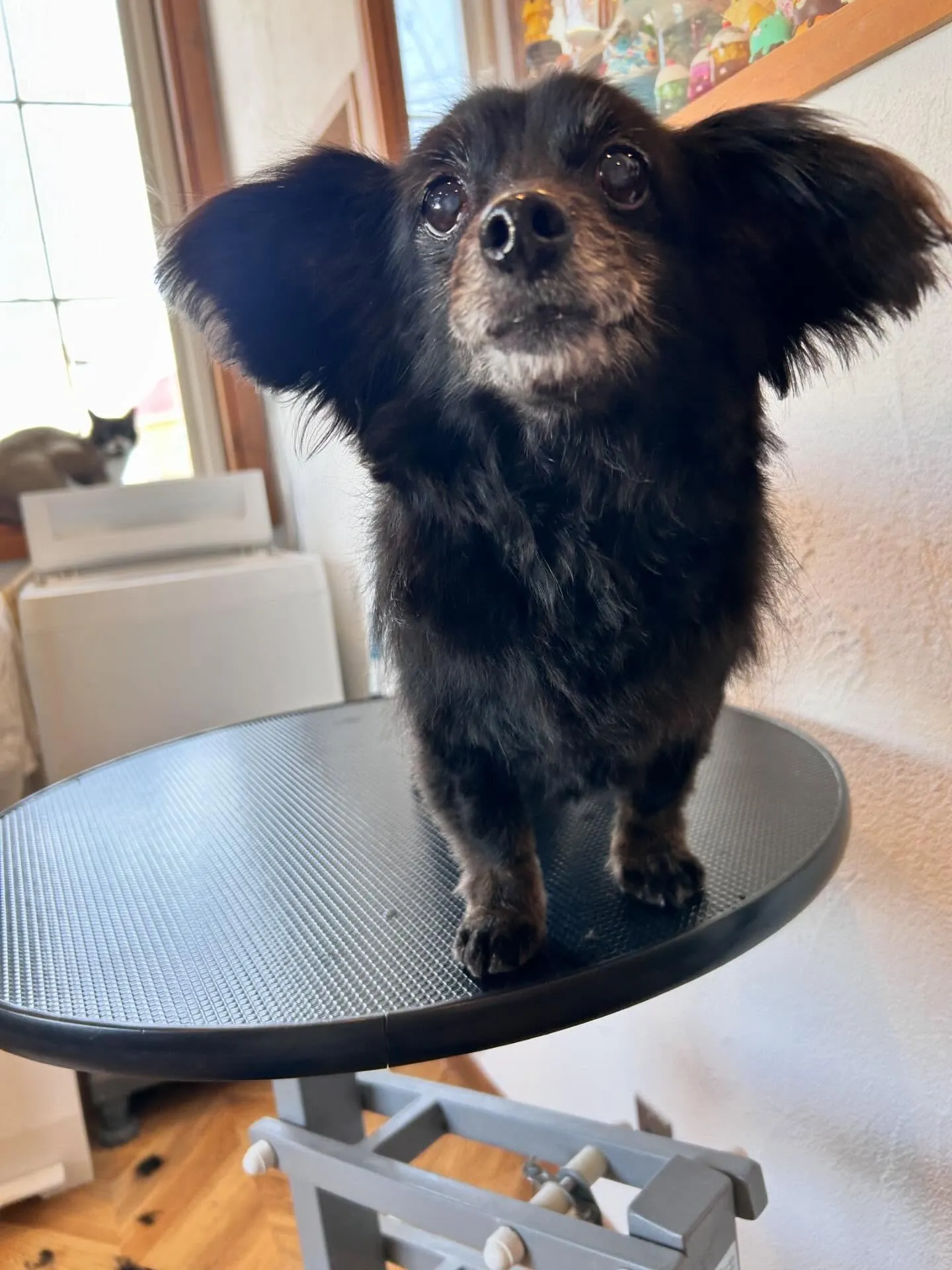 今日も大忙しのトリミングサロンからこんにちは！🐾