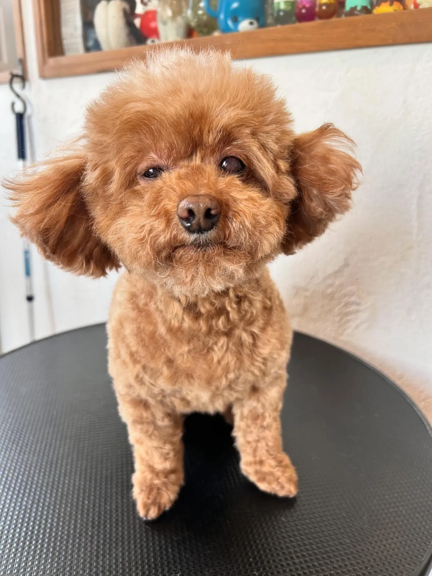 今日も大忙しのトリミングサロンからこんにちは！🐾