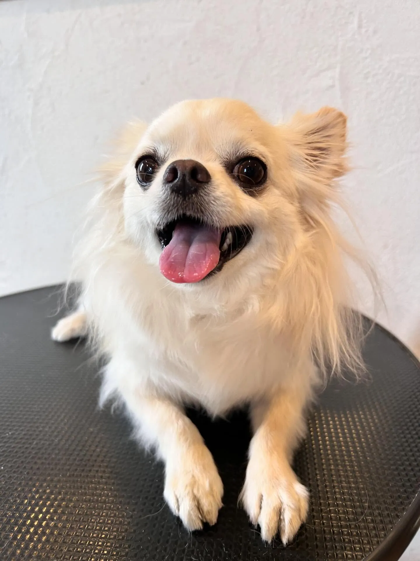 今日も大忙しのトリミングサロンからこんにちは！🐾