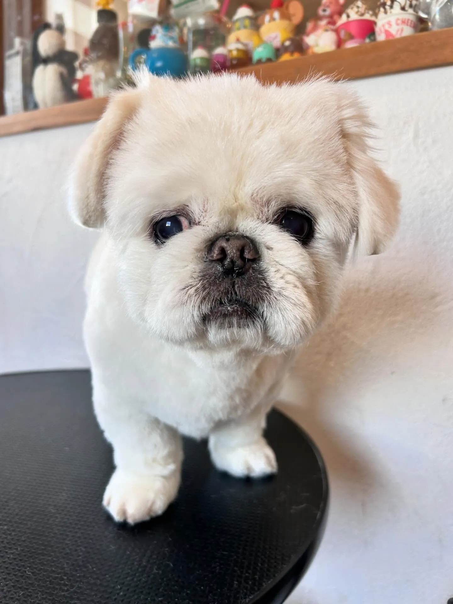 こんにちは!🐾