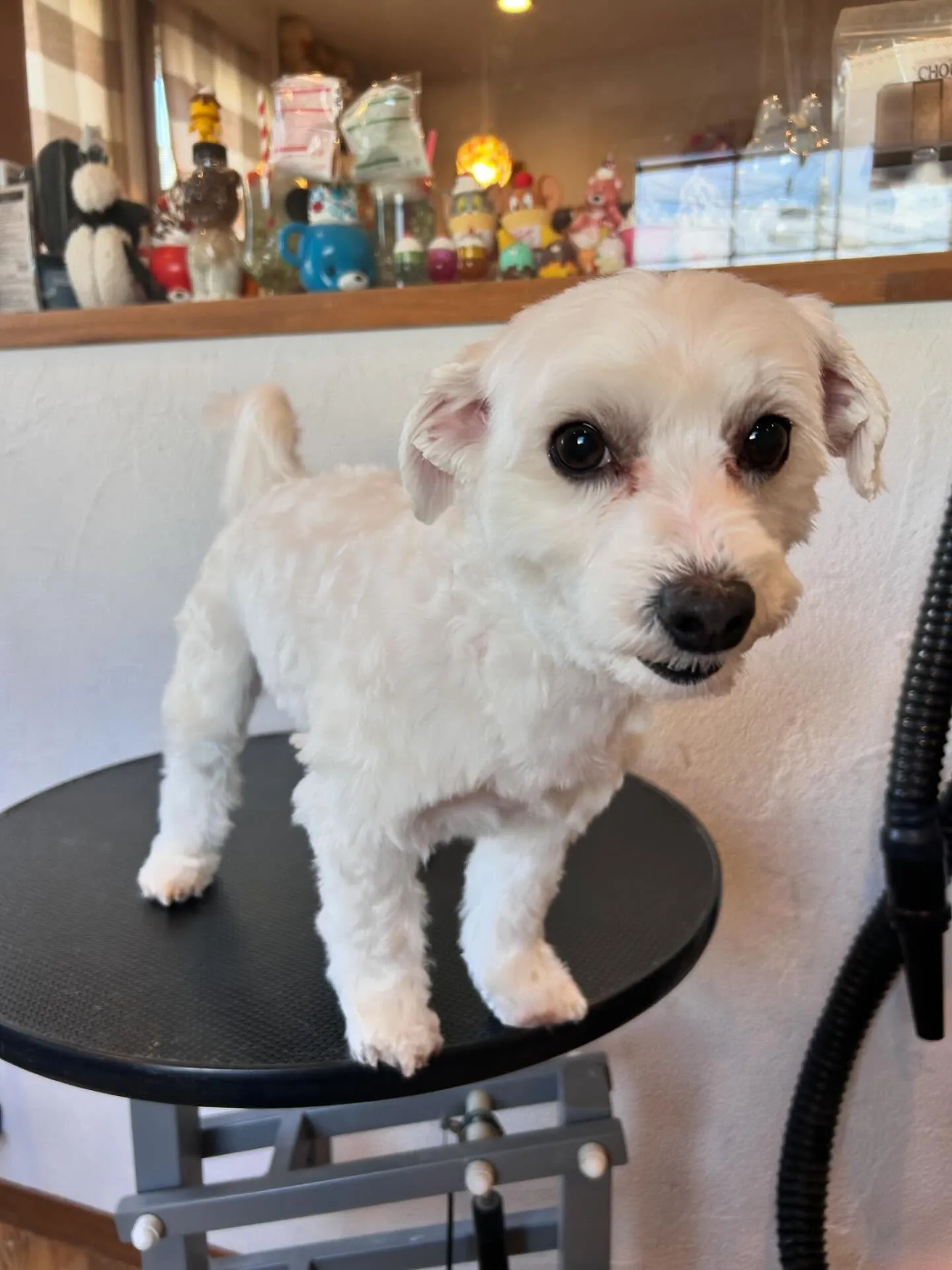 こんにちは!🐾