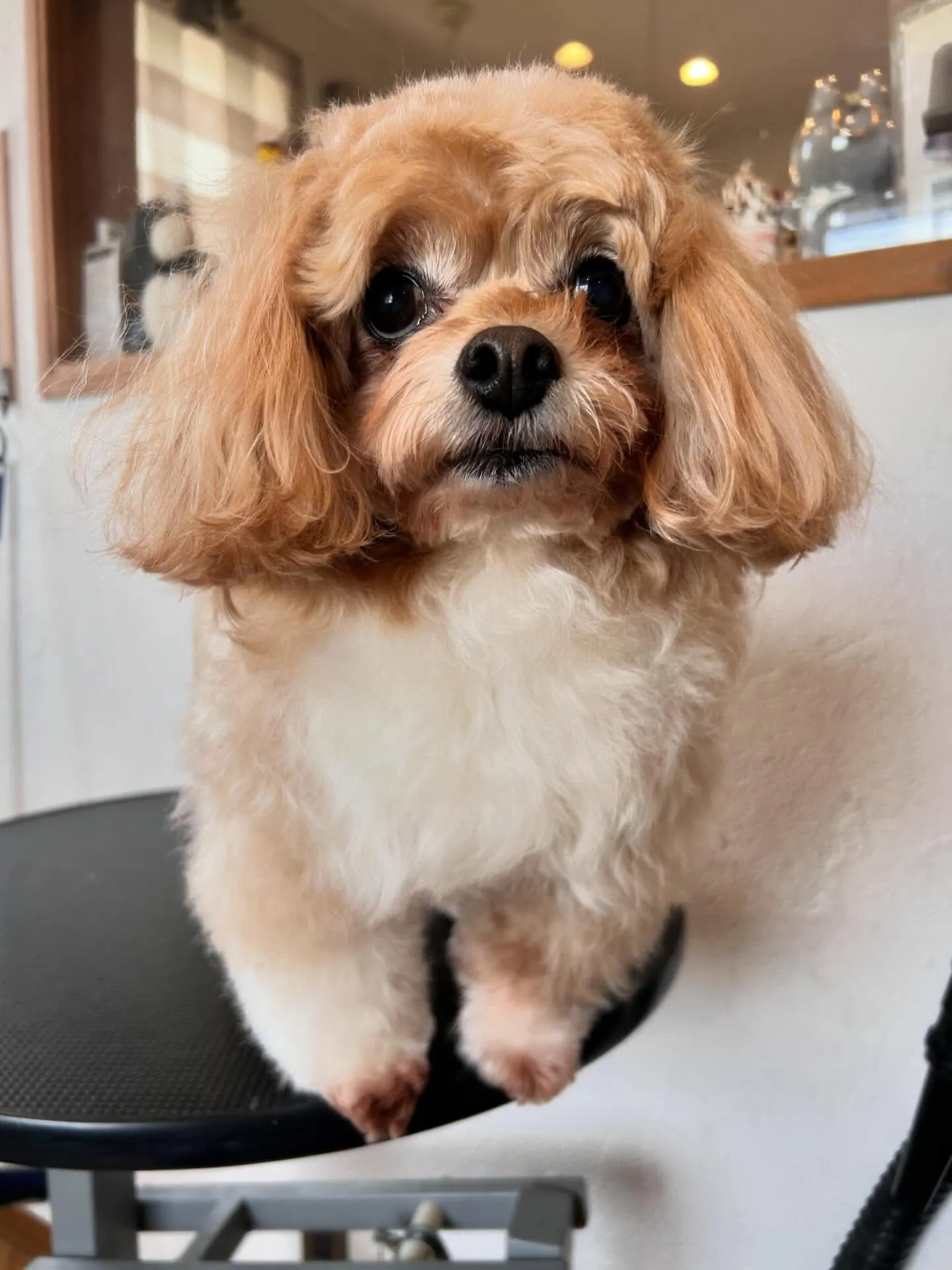 みんな大集合!🐶✨