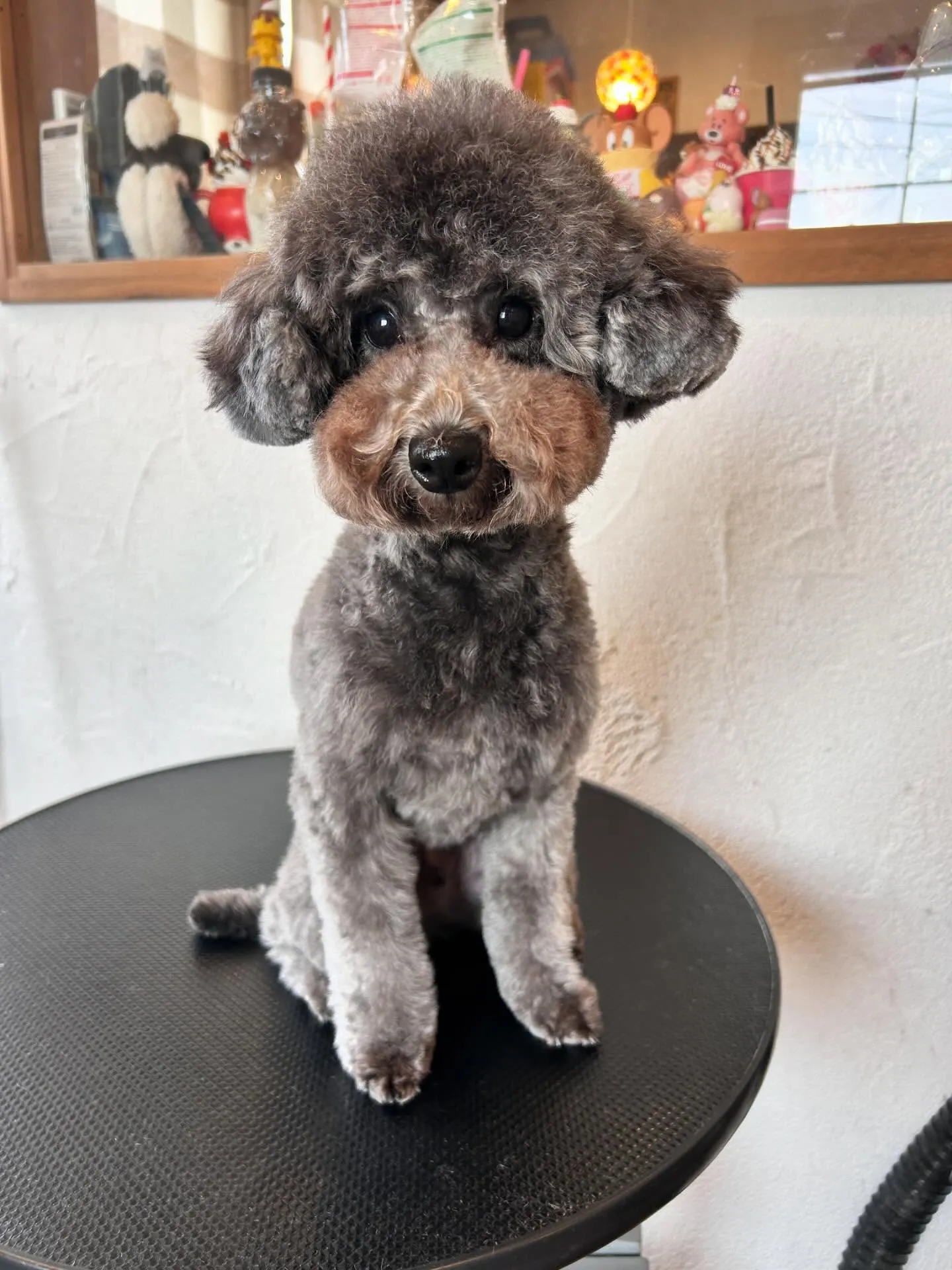 みんな大集合!🐶✨