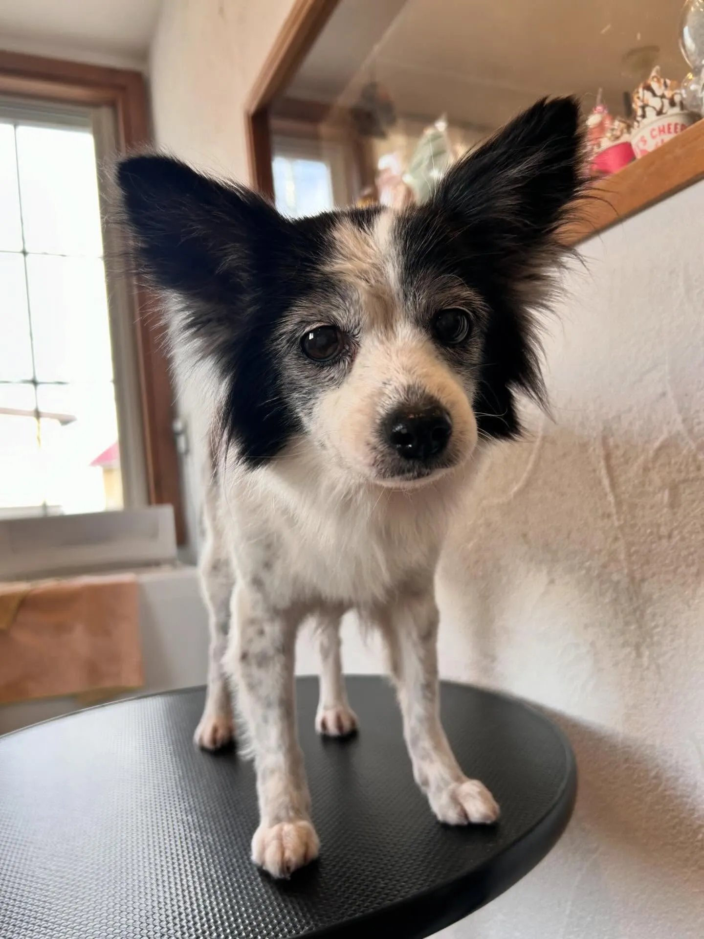 みんな大集合!🐶✨