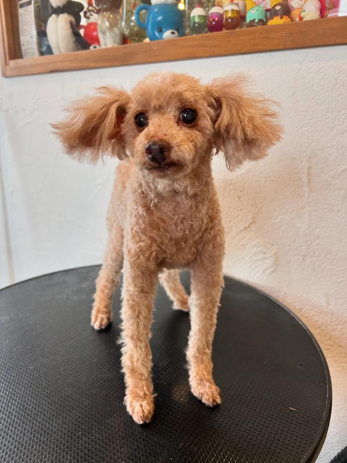 みんな大集合!🐶✨