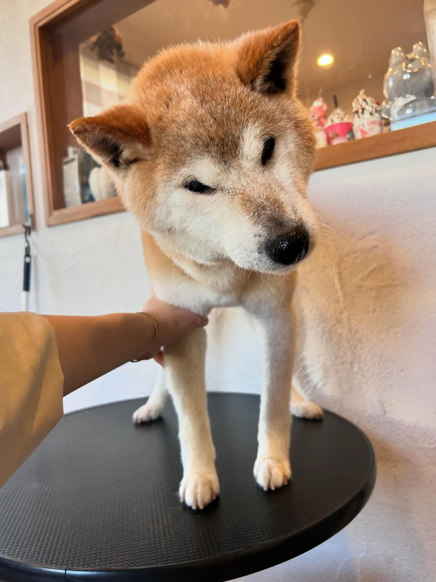 こんにちは、皆さん🌟