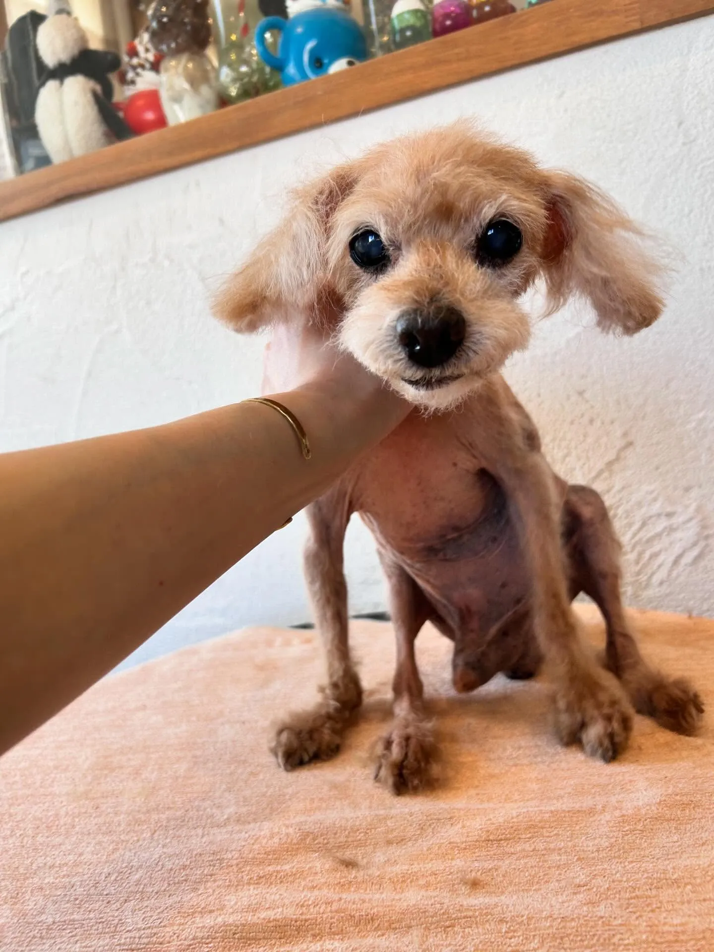 モフモフたちのお洒落デー✨