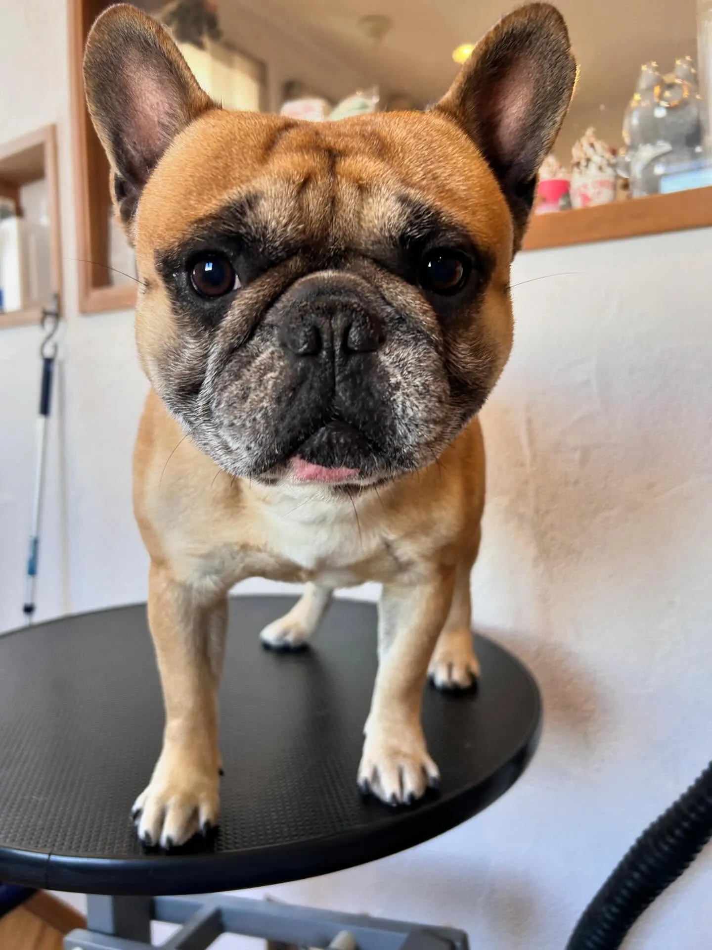 モフモフたちのお洒落デー✨