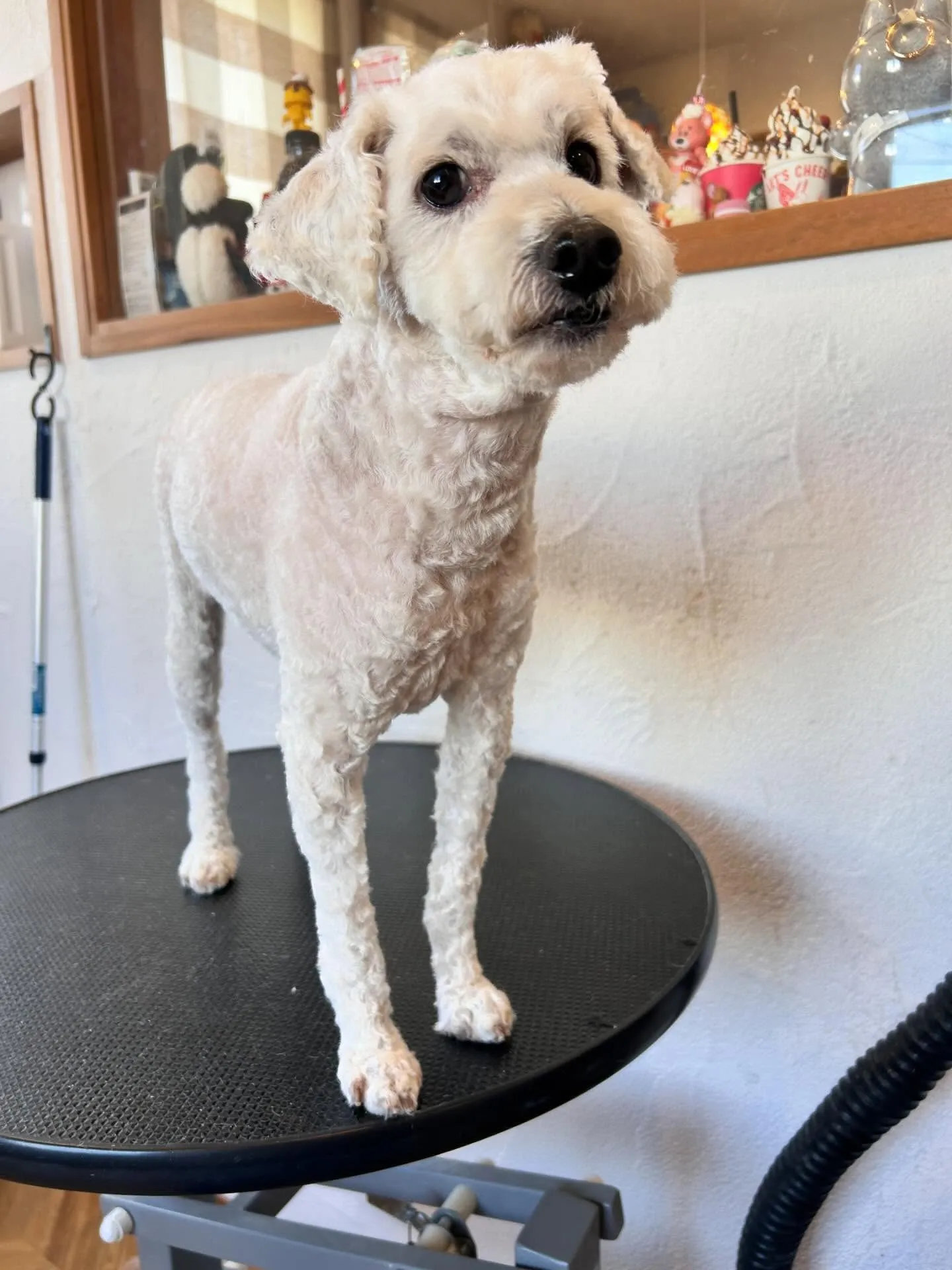 モフモフたちのお洒落デー✨