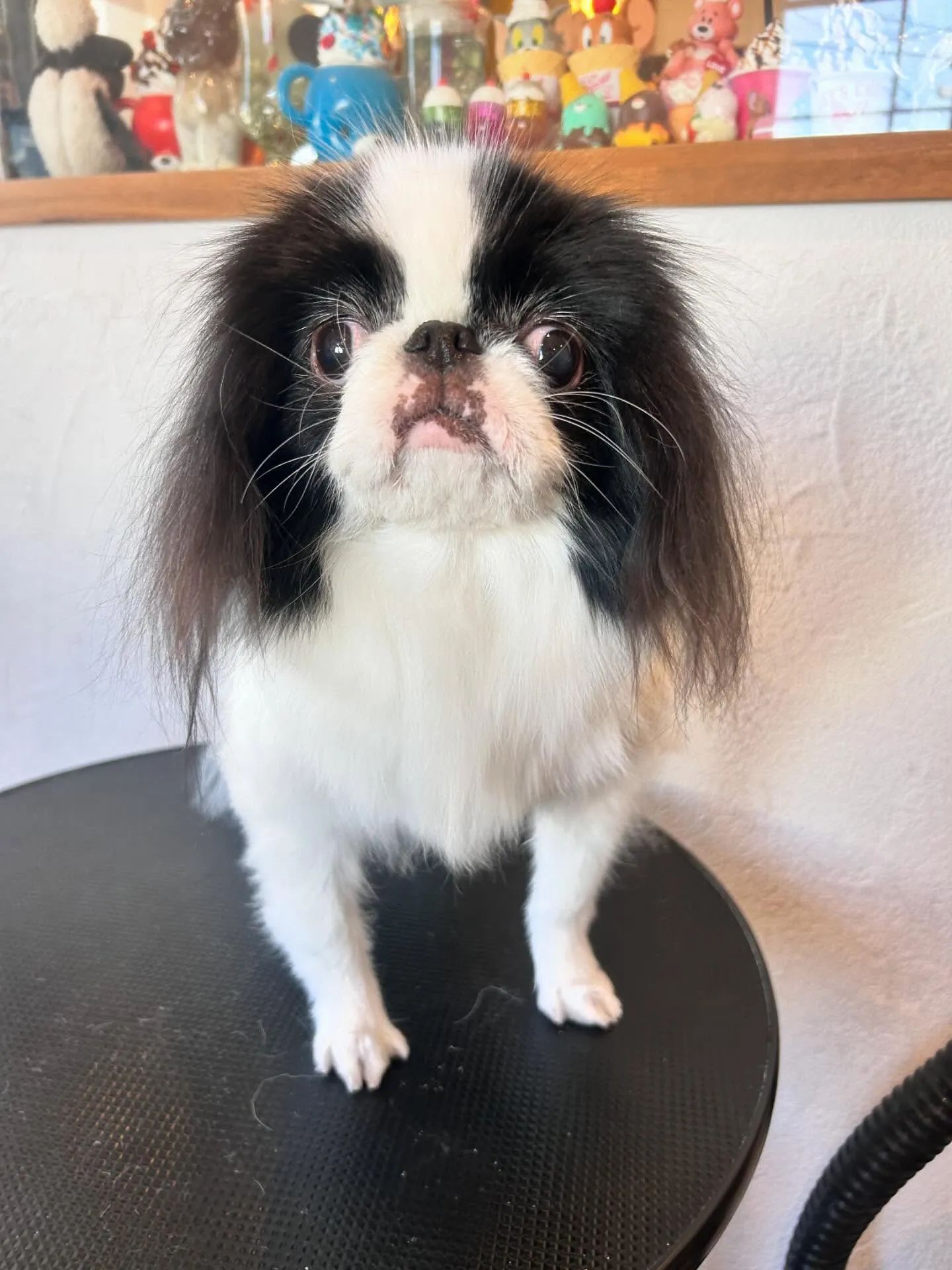 モフモフたちのお洒落デー✨