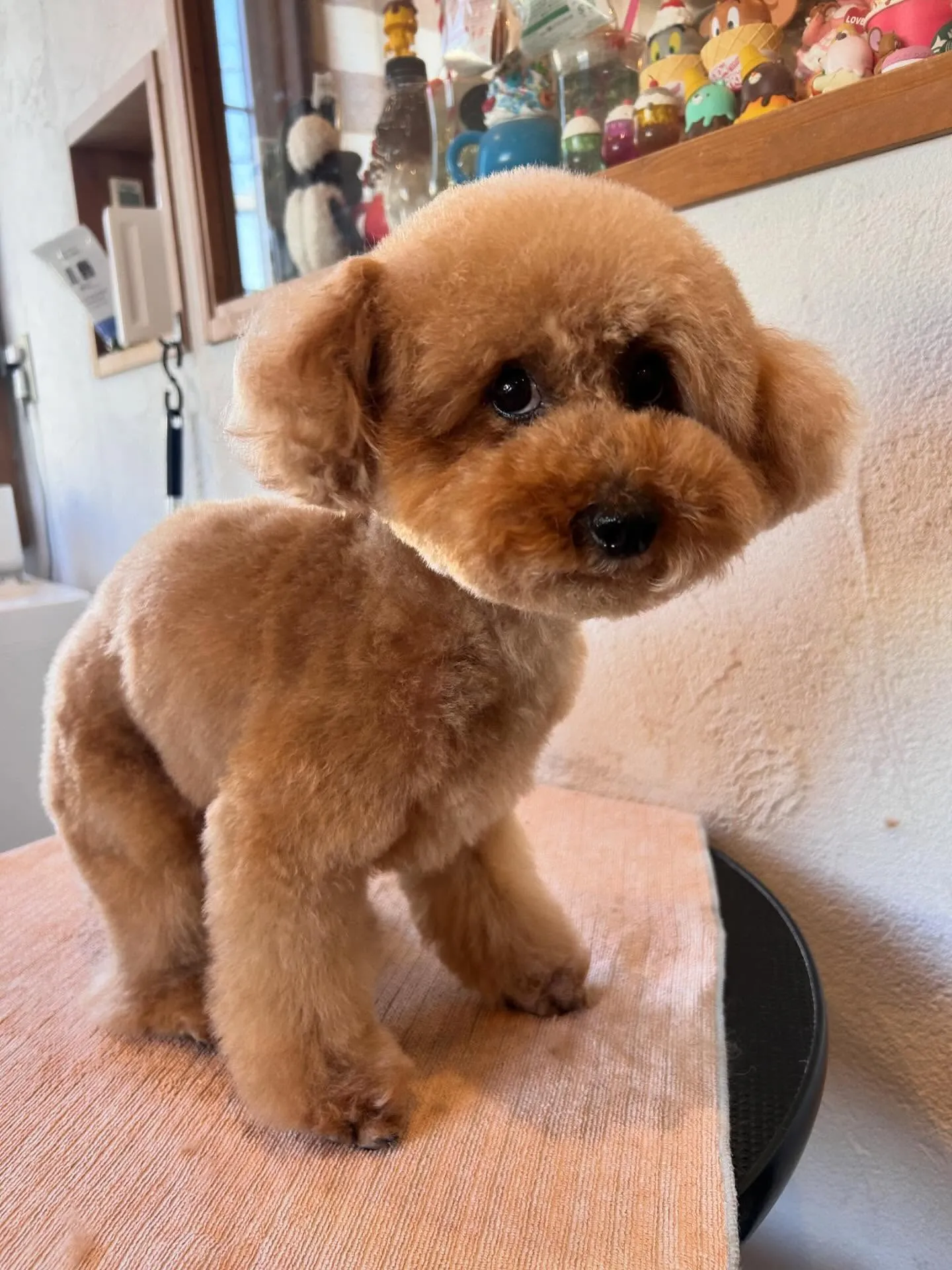 モフモフたちのお洒落デー✨