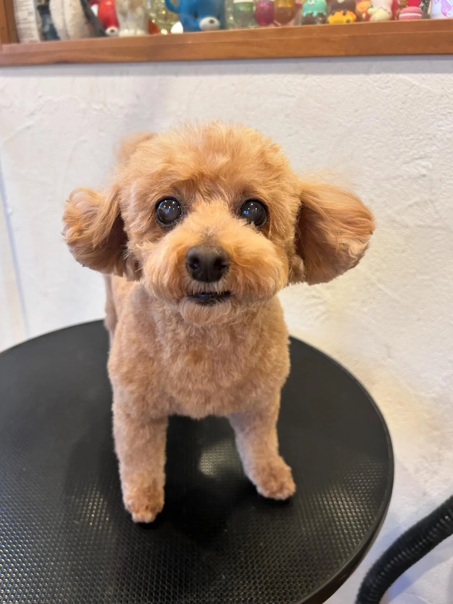 モフモフたちのお洒落デー✨