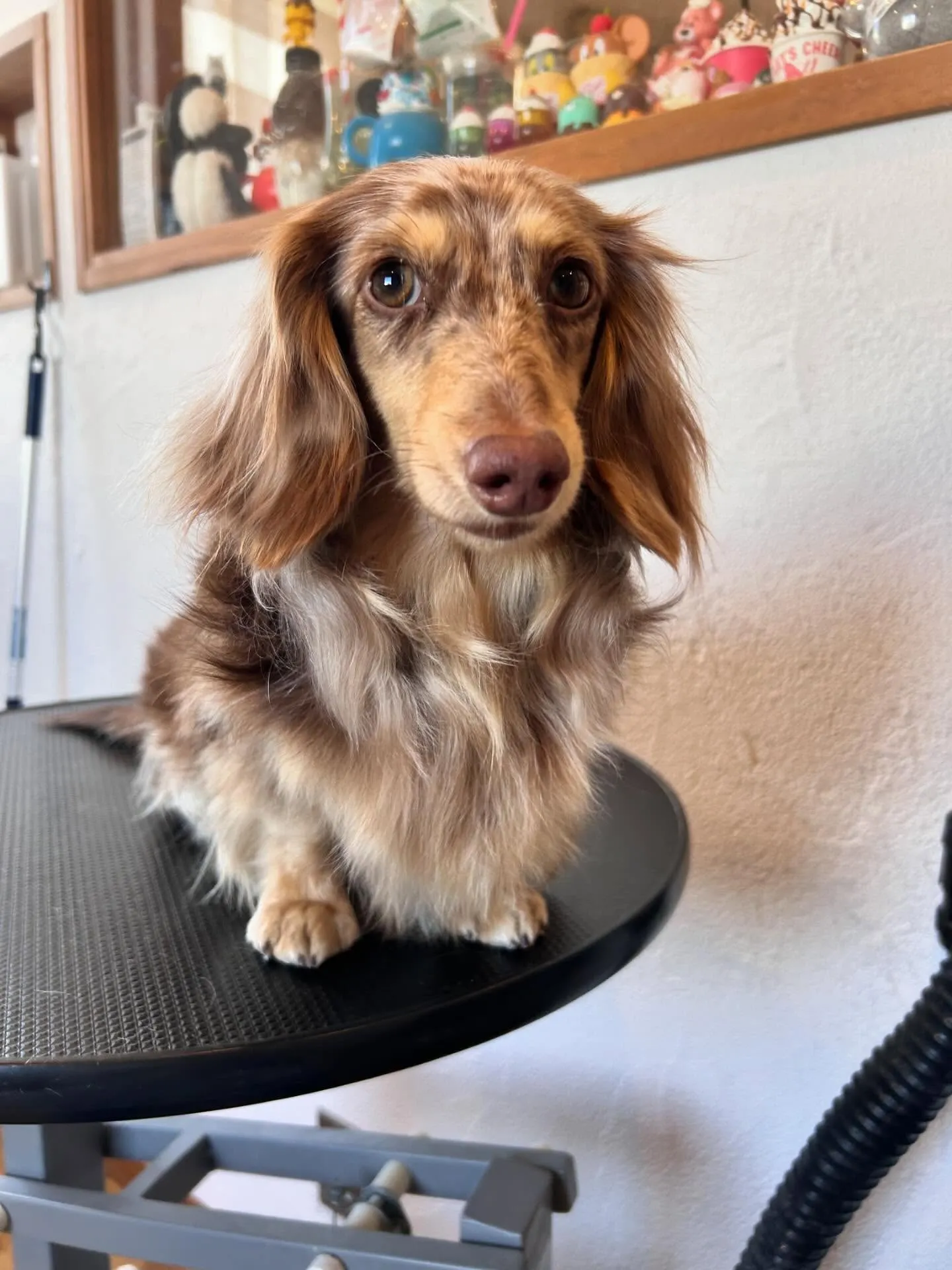 MixのラキくんとミニチュアダックスフントのLuluちゃん&...