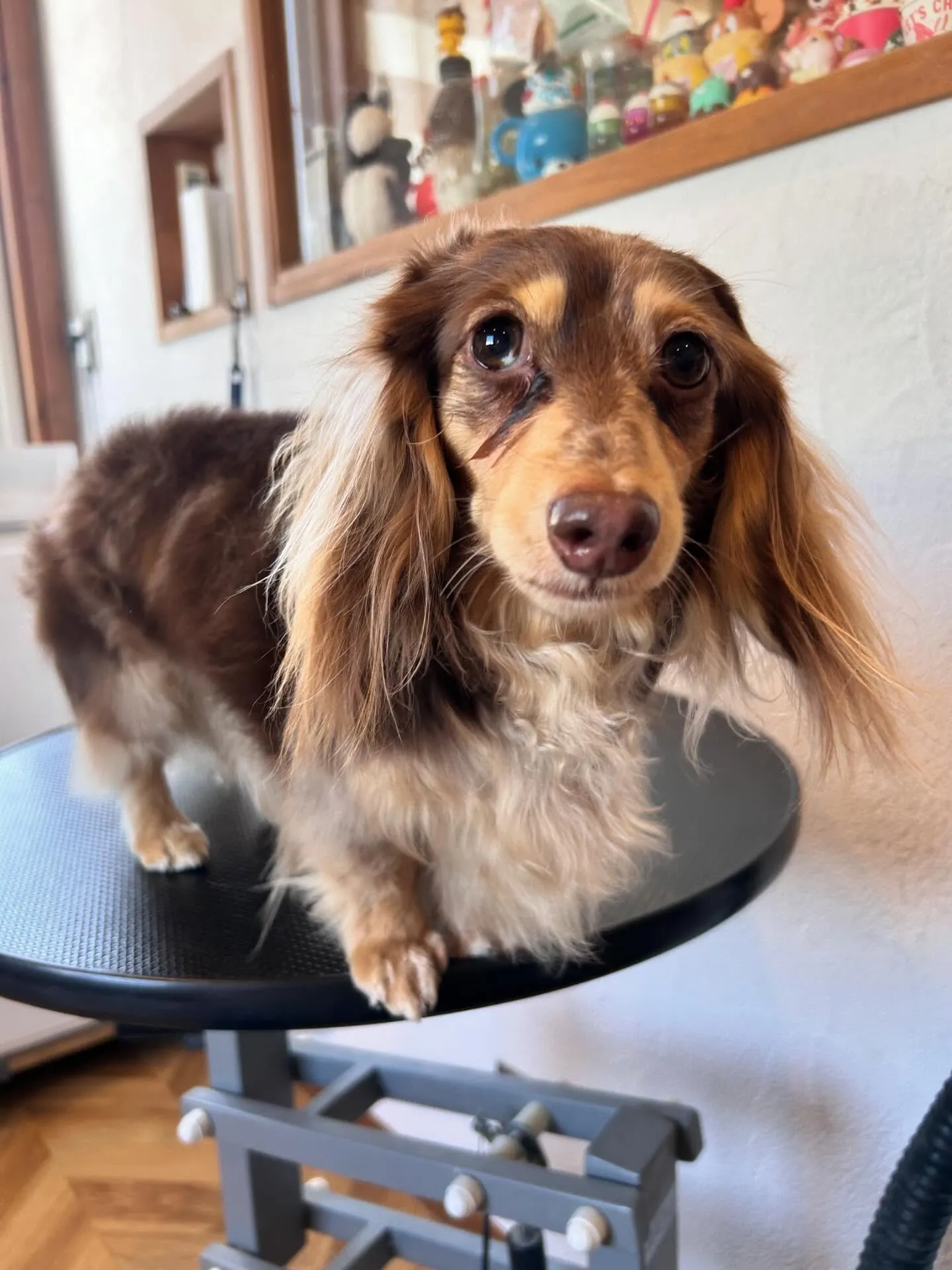 MixのラキくんとミニチュアダックスフントのLuluちゃん&...