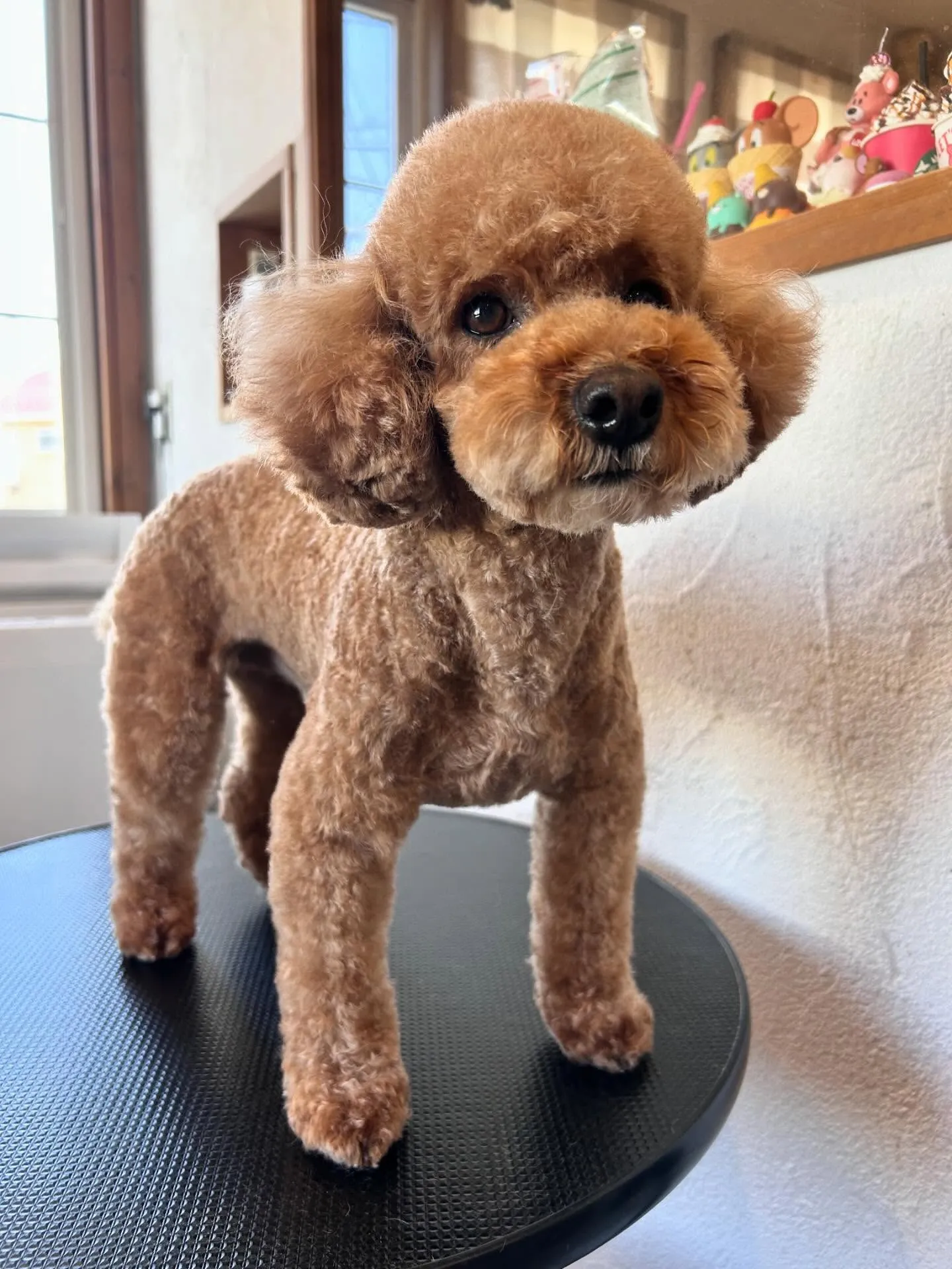 MixのラキくんとミニチュアダックスフントのLuluちゃん&...