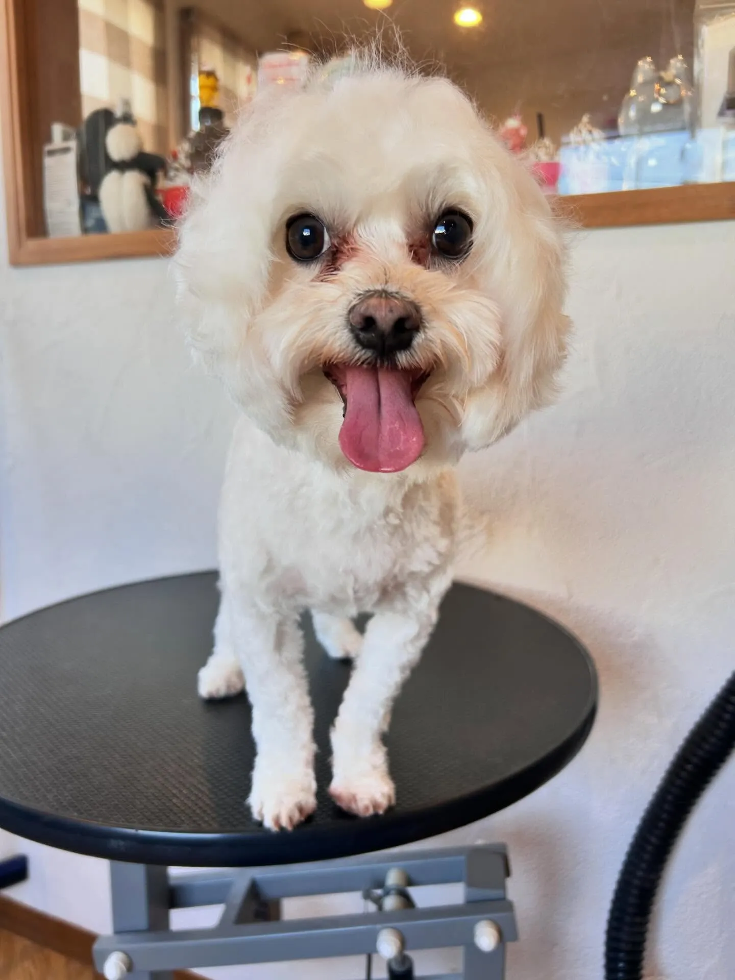 MixのラキくんとミニチュアダックスフントのLuluちゃん&...