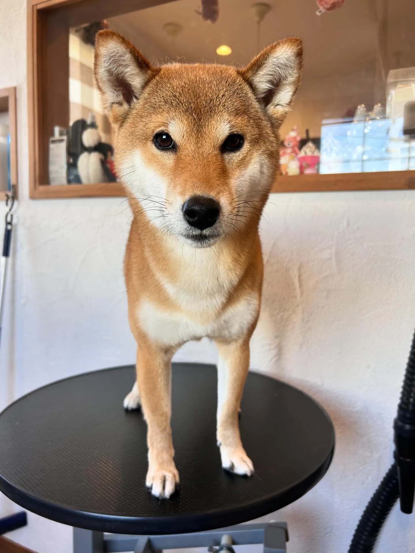 MixのラキくんとミニチュアダックスフントのLuluちゃん&...