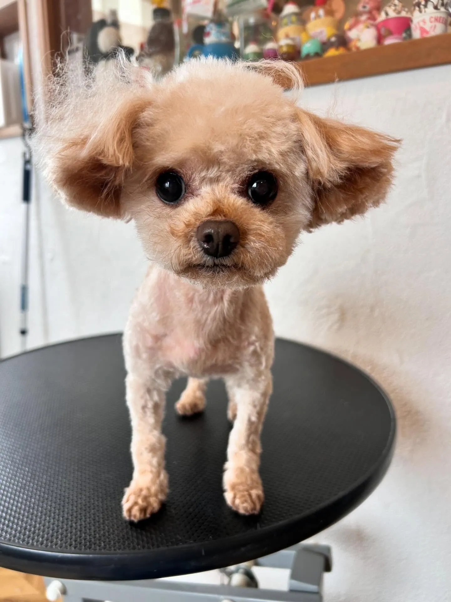 ✨プードルのらむちゃん登場✨