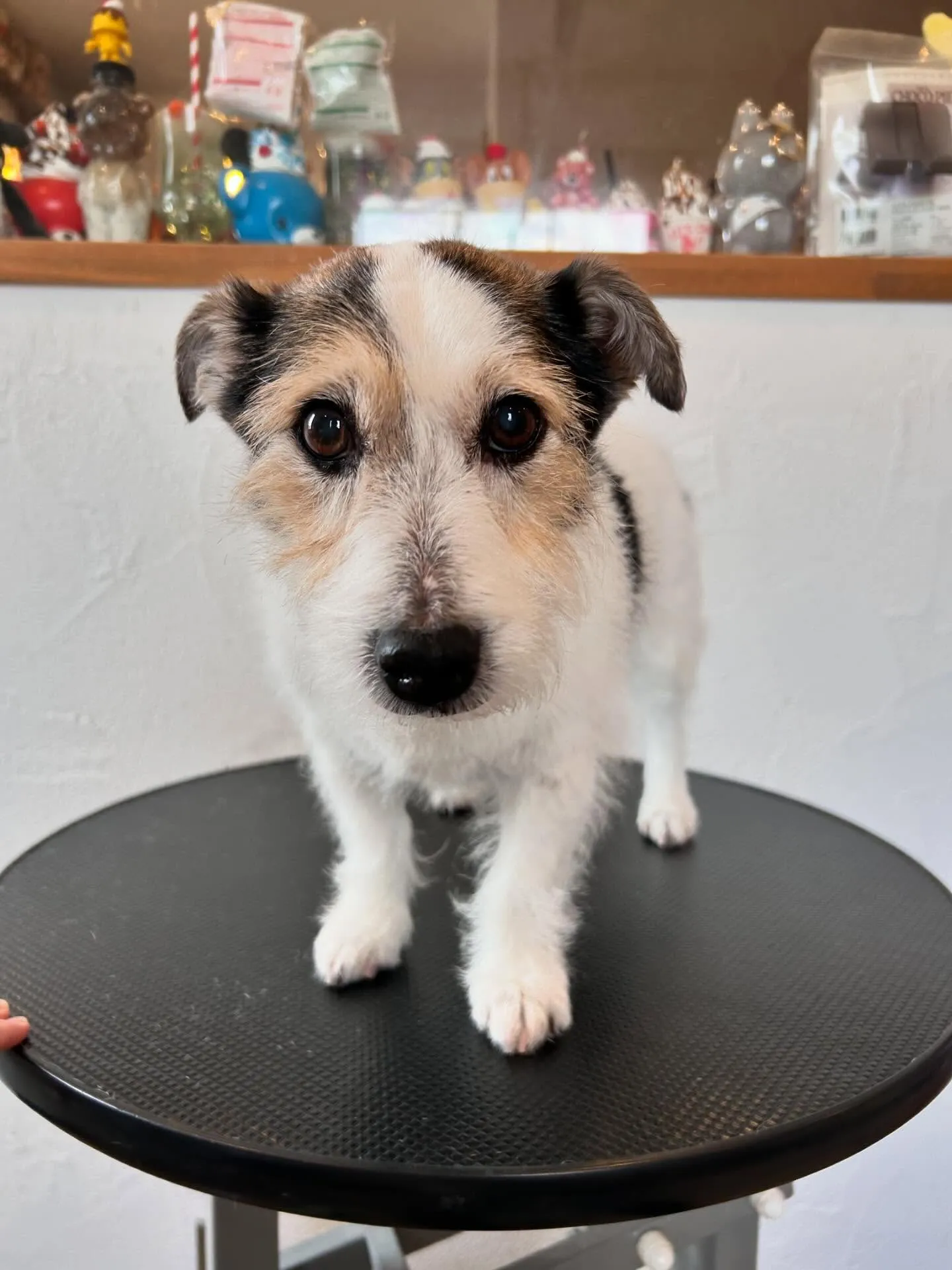 ✨プードルのらむちゃん登場✨