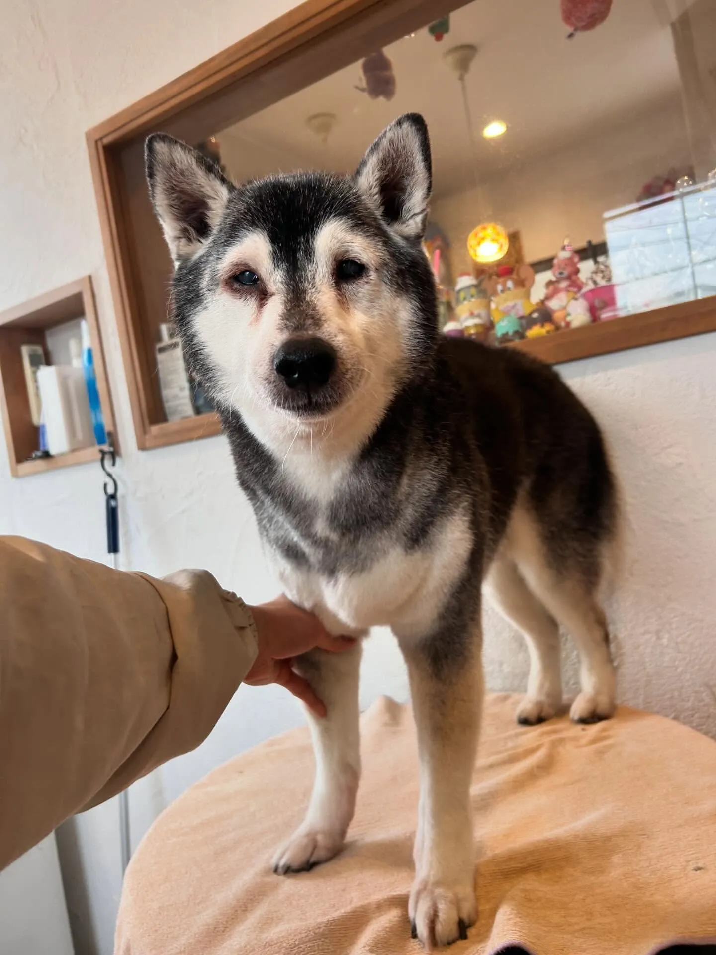 ✨プードルのらむちゃん登場✨