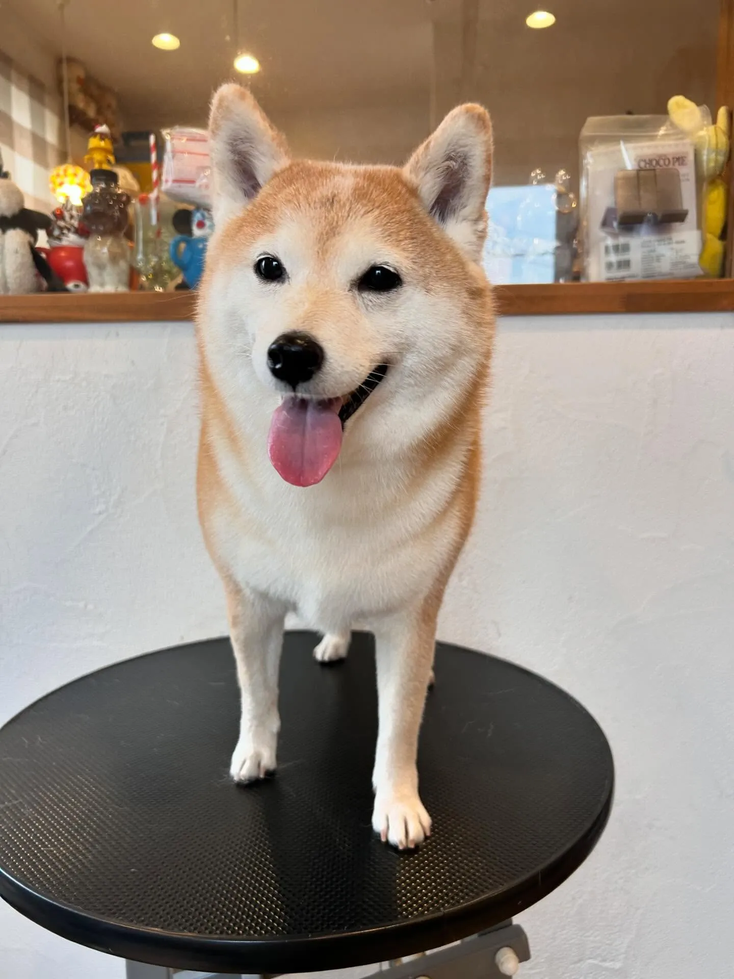 ✨プードルのらむちゃん登場✨