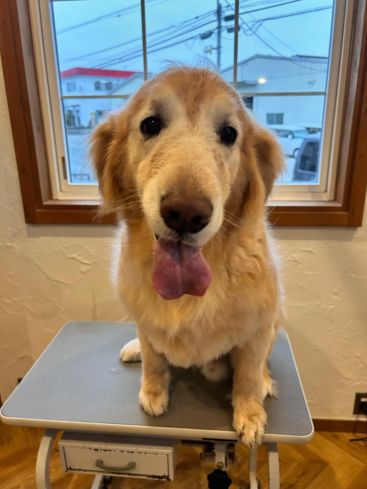 ✨プードルのらむちゃん登場✨