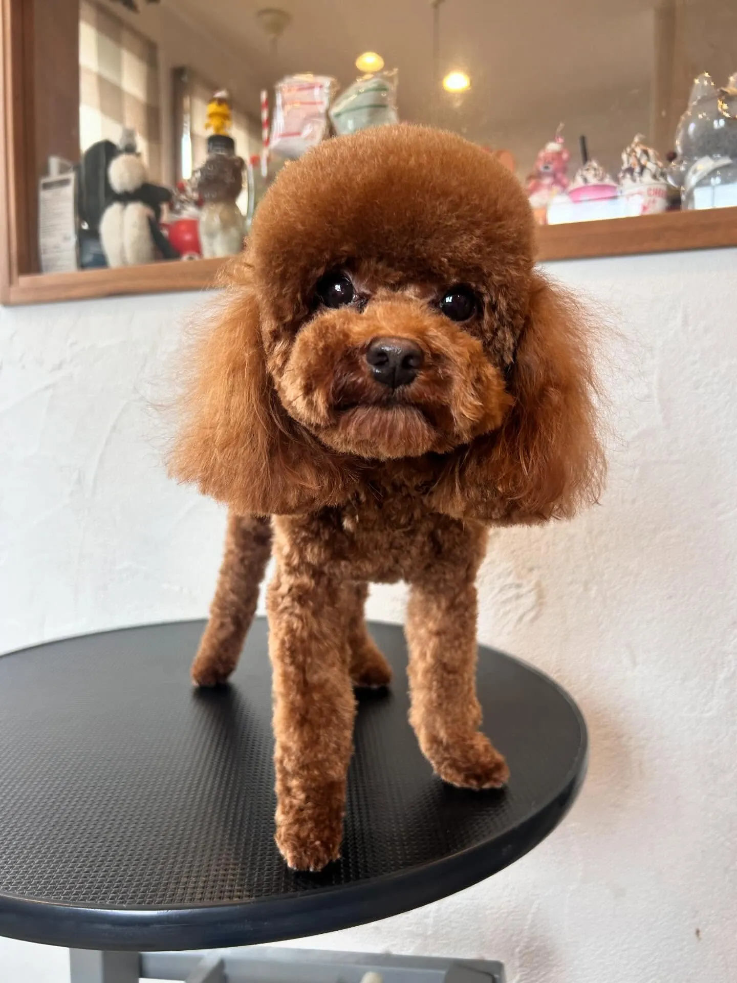 🥰🐩 トリミングサロンでかわいいワンちゃんたちがいっぱい！🌟...